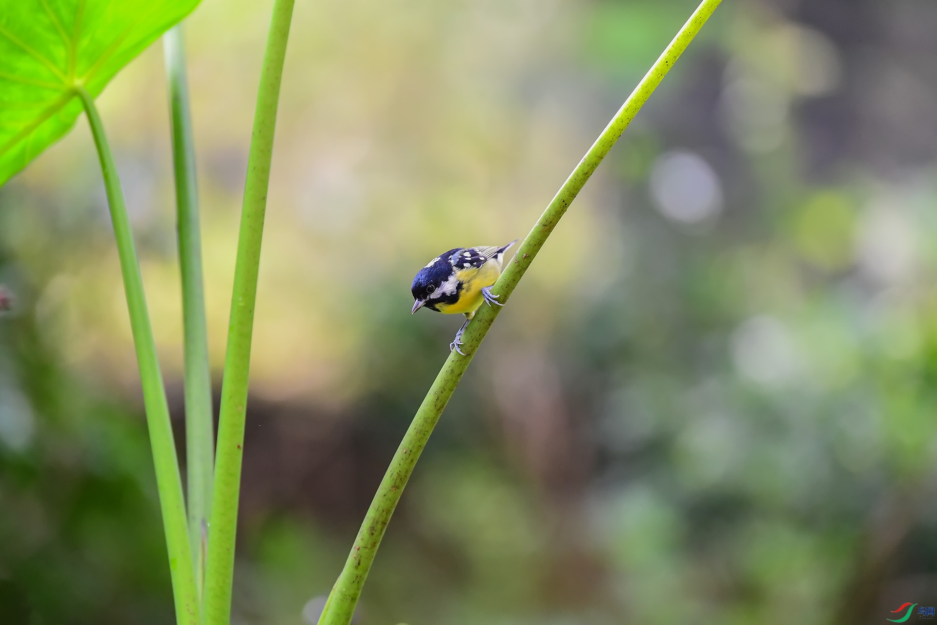 DSC_6754 ����.jpg