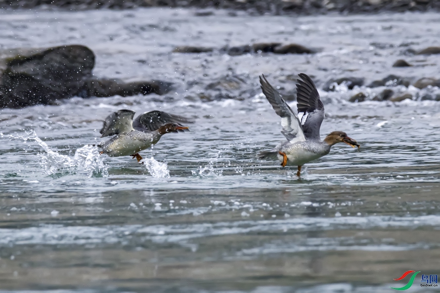 ������ʳ