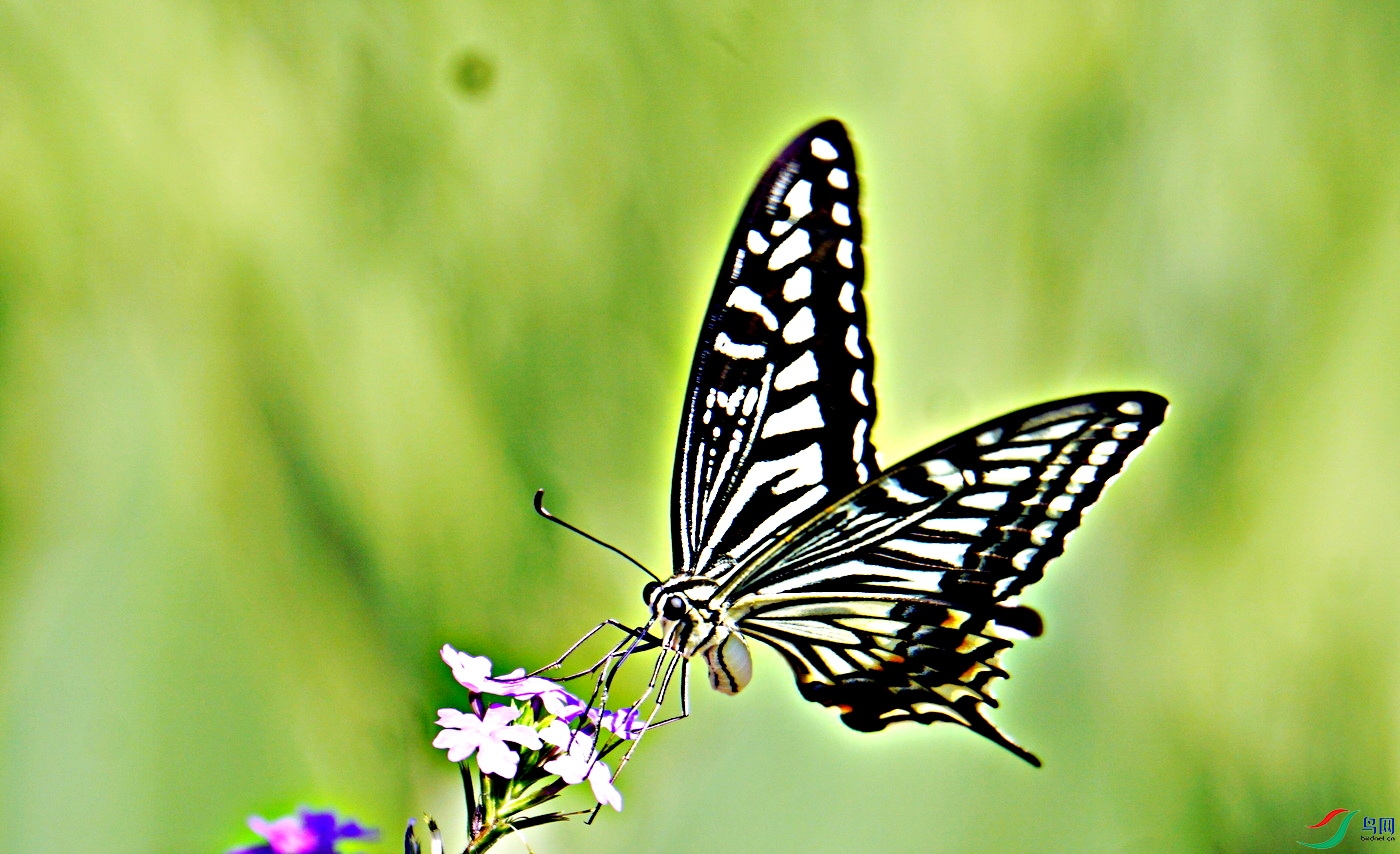 DSC05570 - ����.JPG