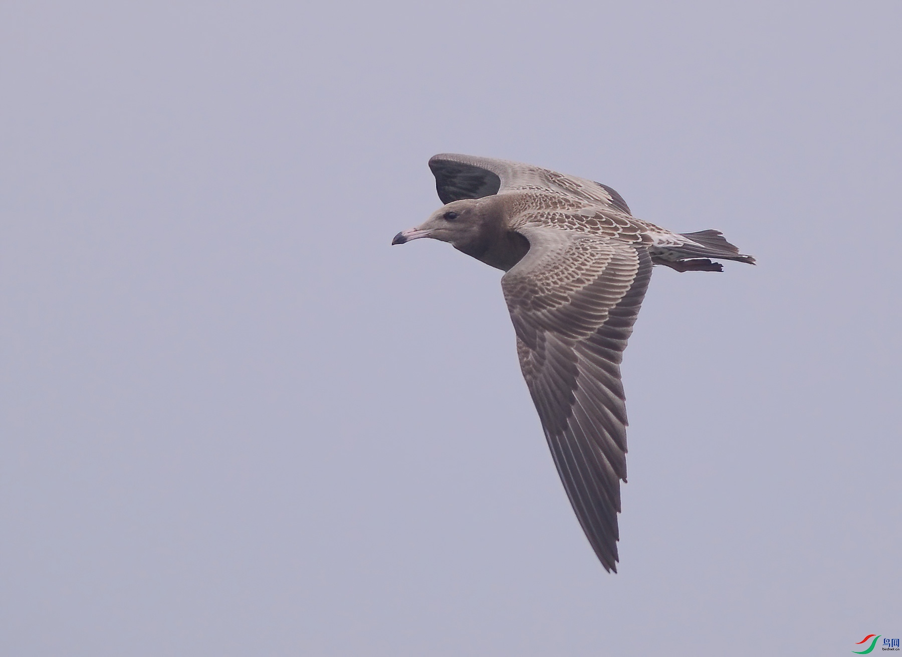 DSC_0590.jpg