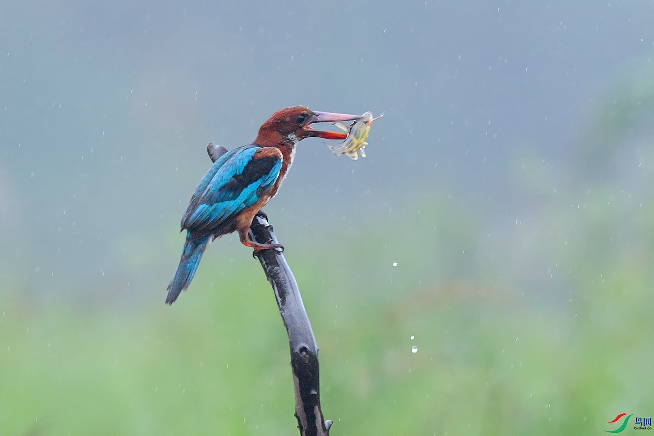 DSC_2543aa.jpg