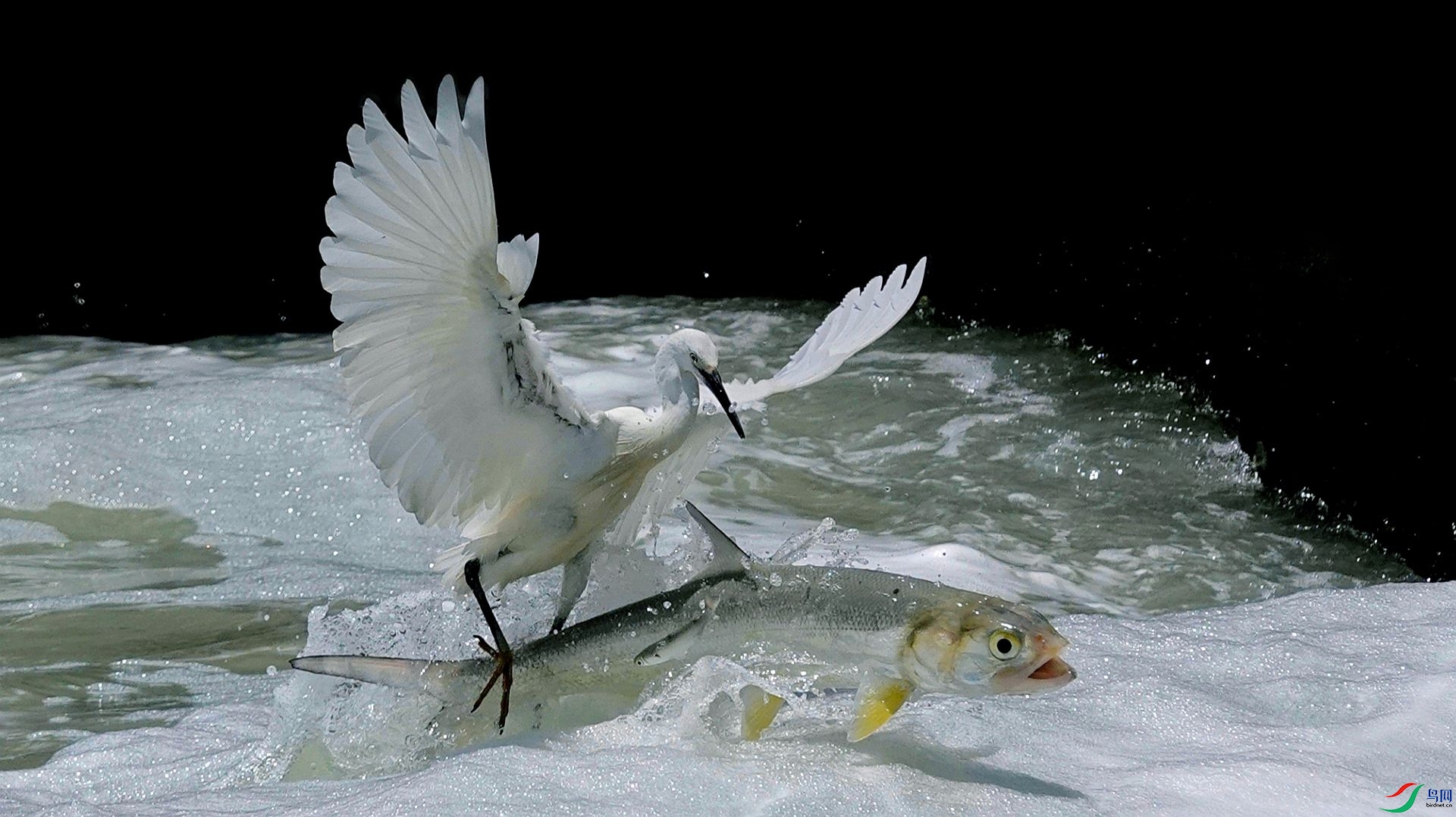 Both for a little fish.