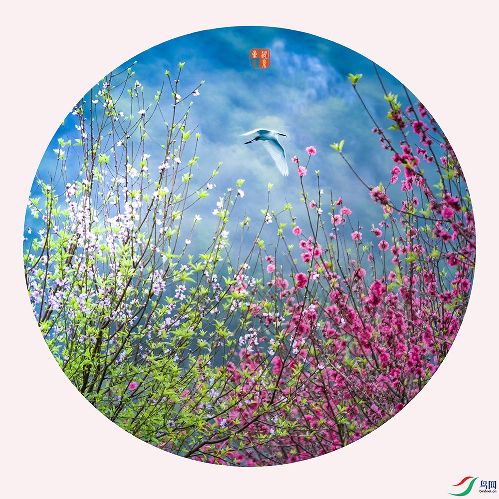 ���ա���ɫ��-6-�����-����������-13824623223-2018�괺�����������������Ҿ���.jpg
