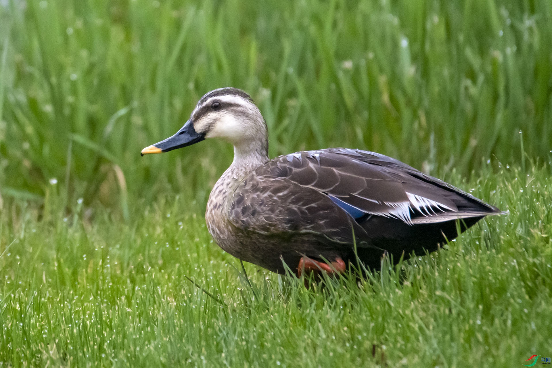 DSC_3684.jpg