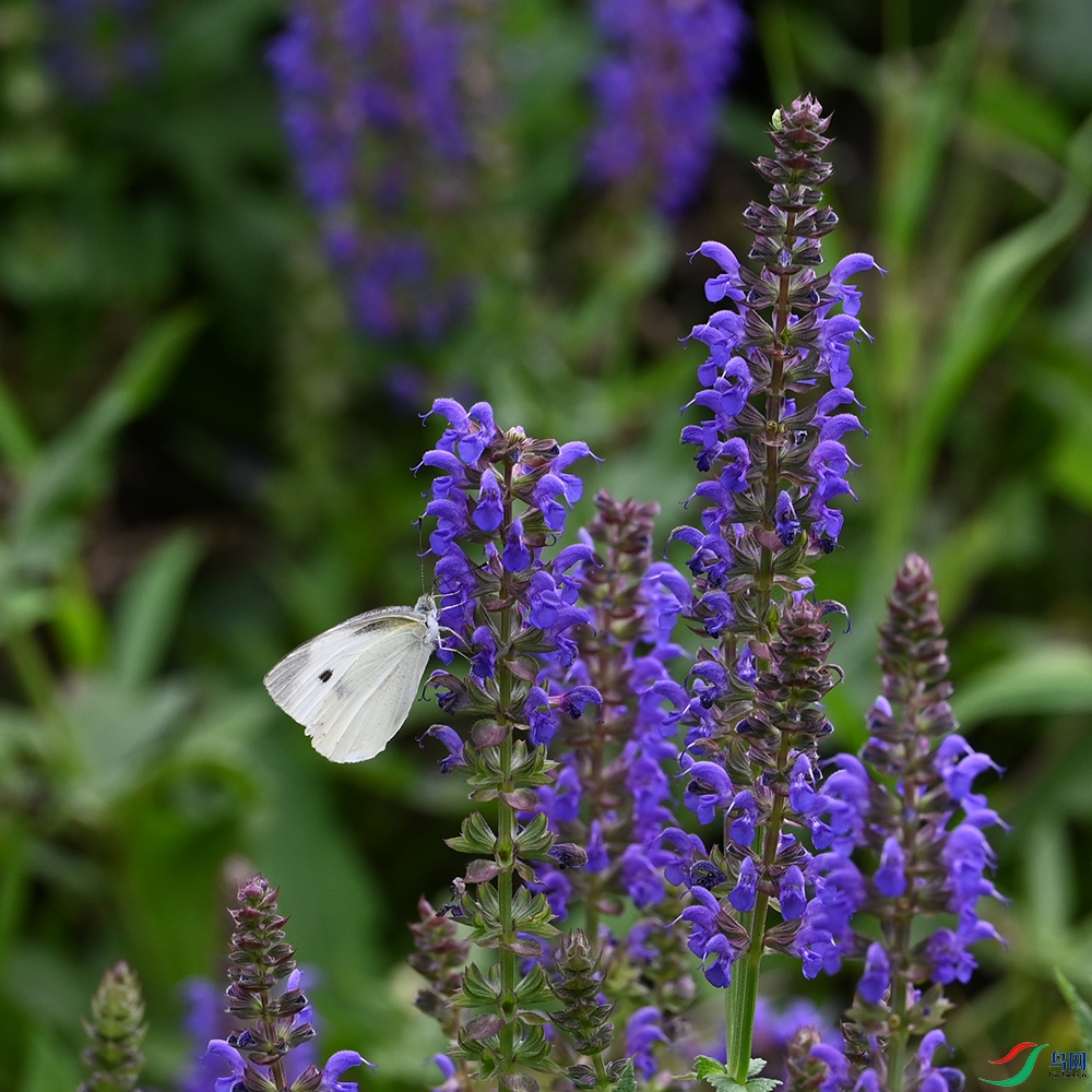 DSC_0295.jpg