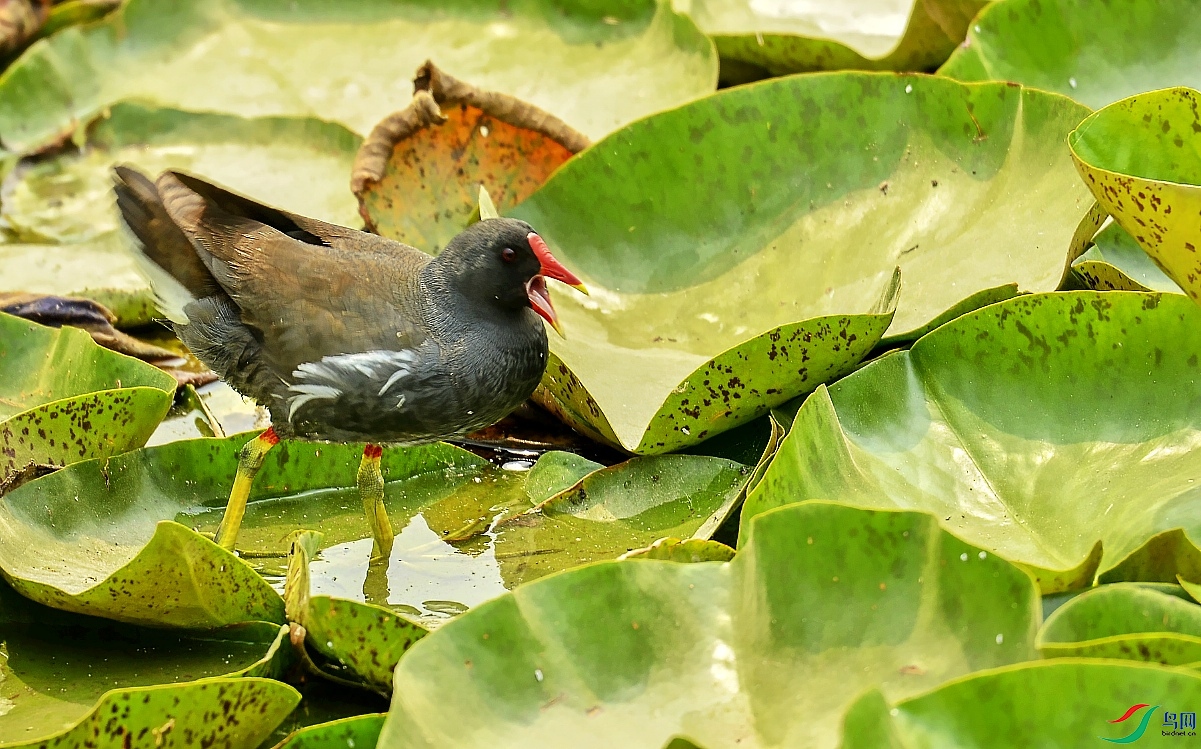 DSC_5423---_conew1.jpg