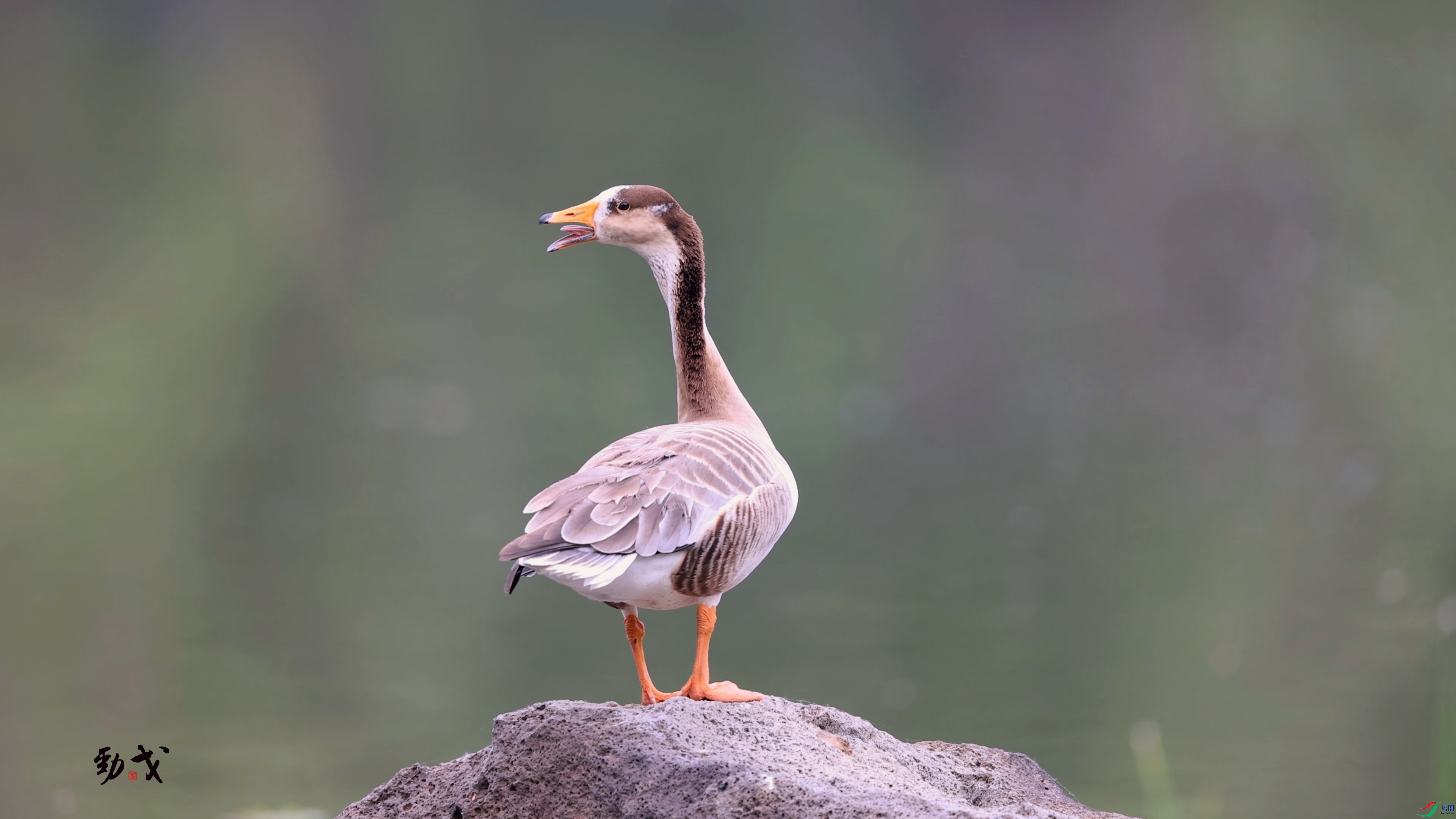 ���� 11.00_00_44_24.Still001.jpg