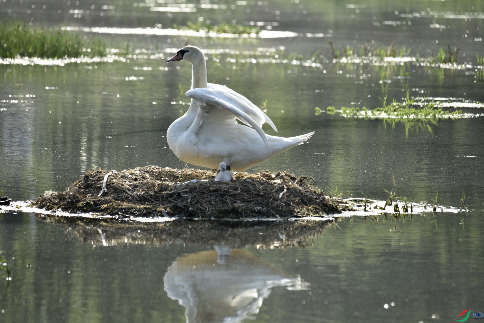 _DSC6676 - ����.jpg