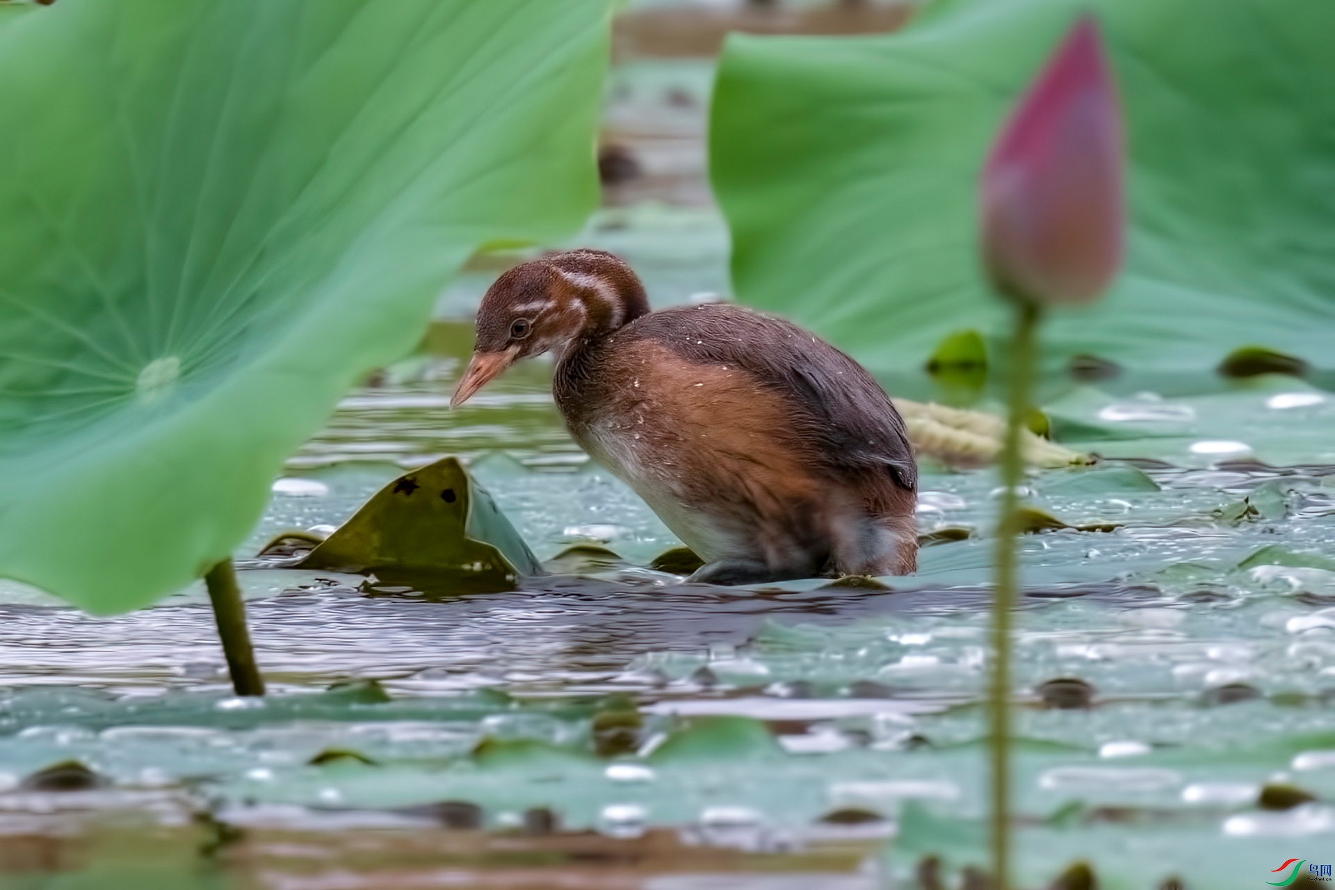 DSC_3153.jpg