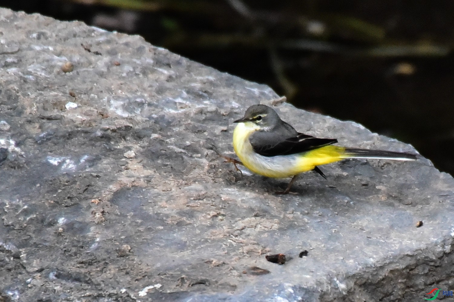 DSC_7095.JPG