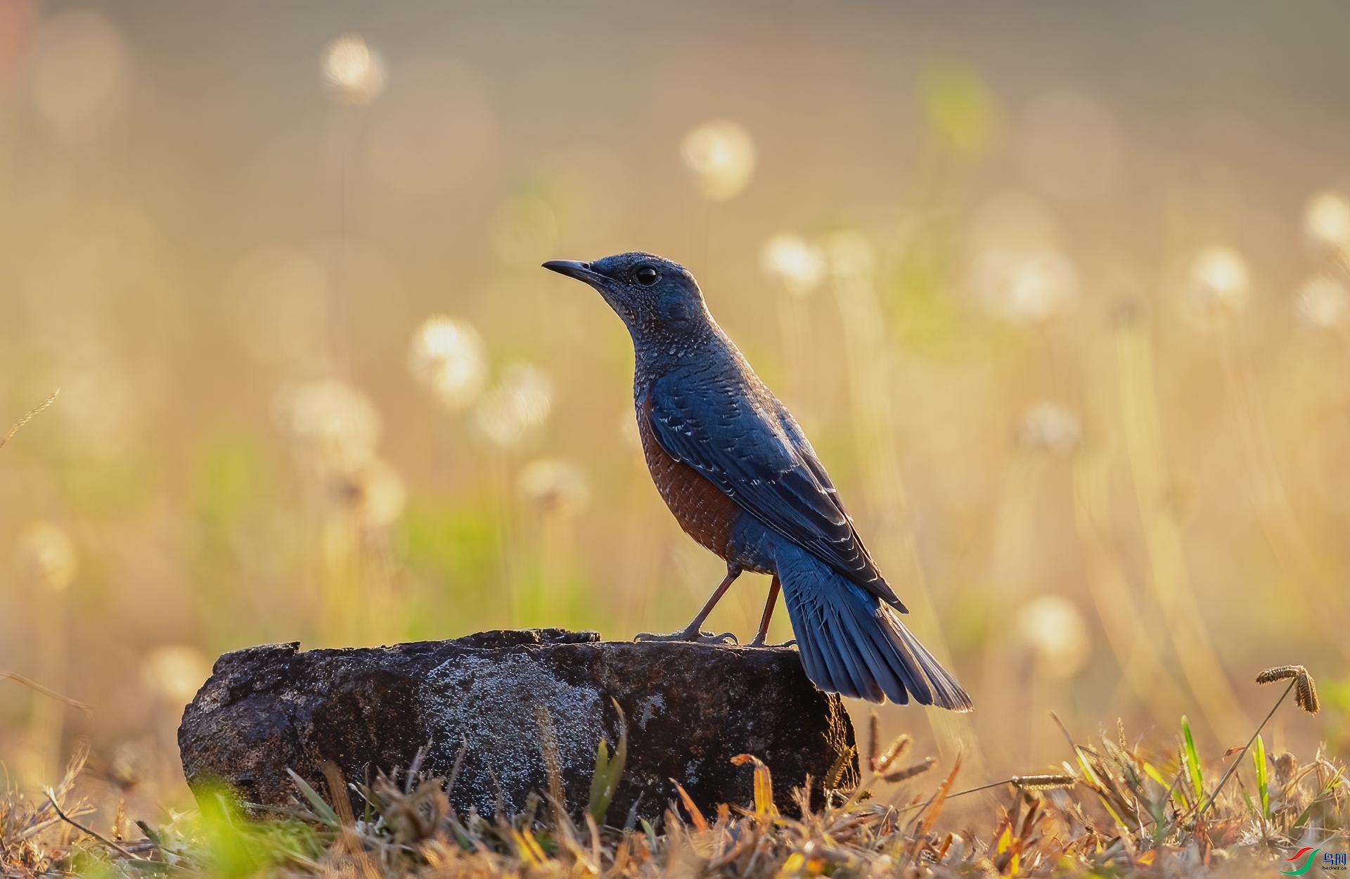 BP1I6381-�༭ ����.jpg