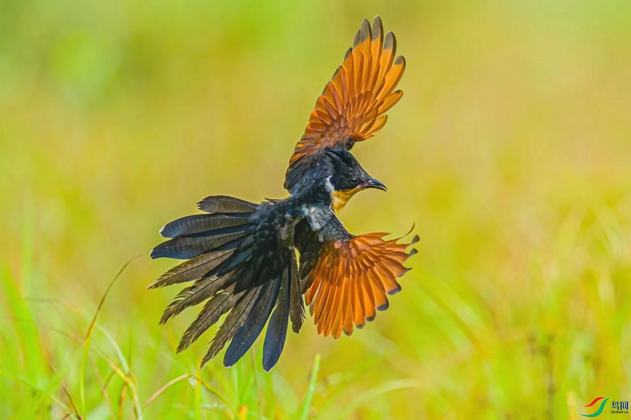 ���п���