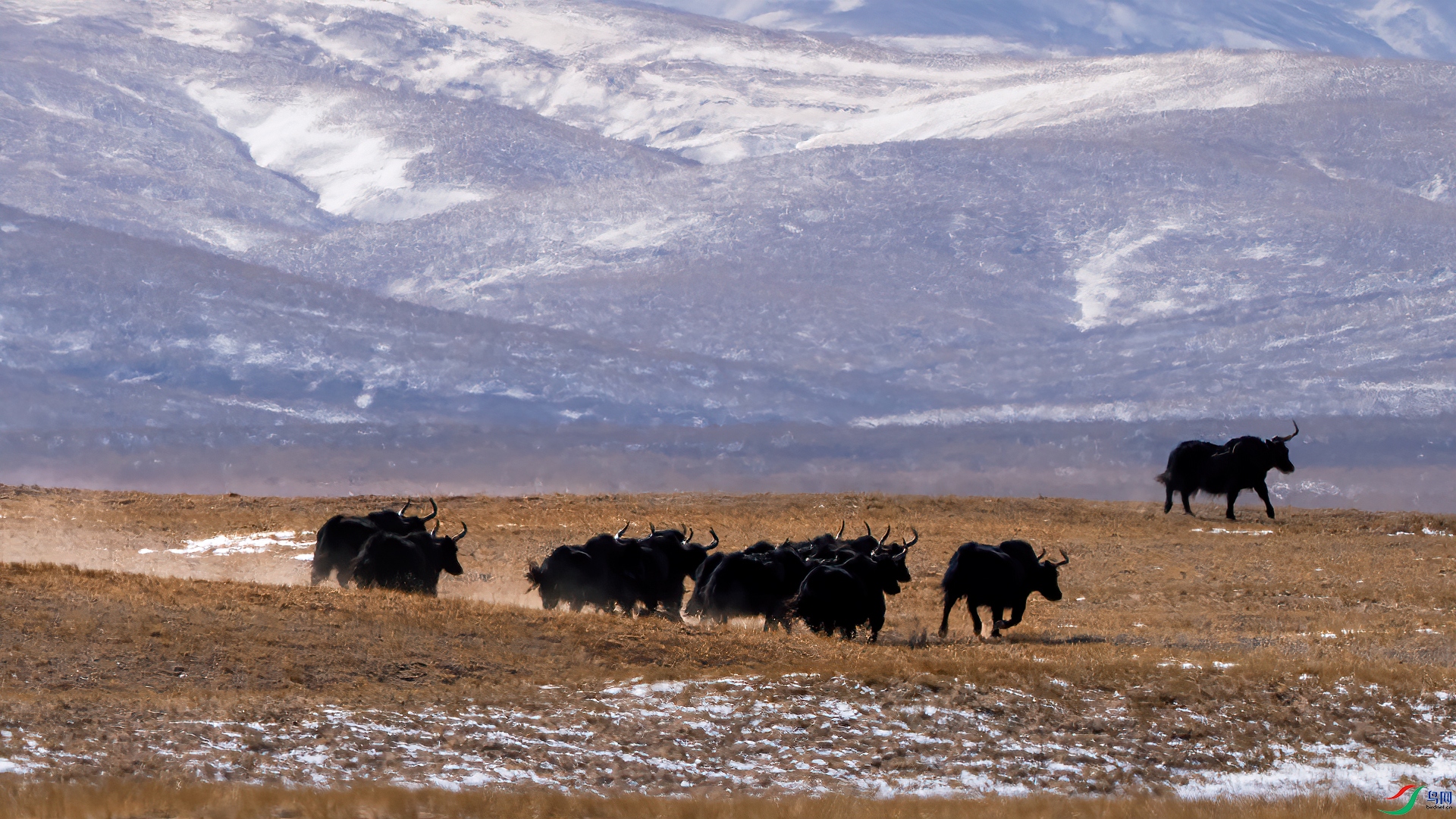 ��Ⱥ��Ұ��ţ