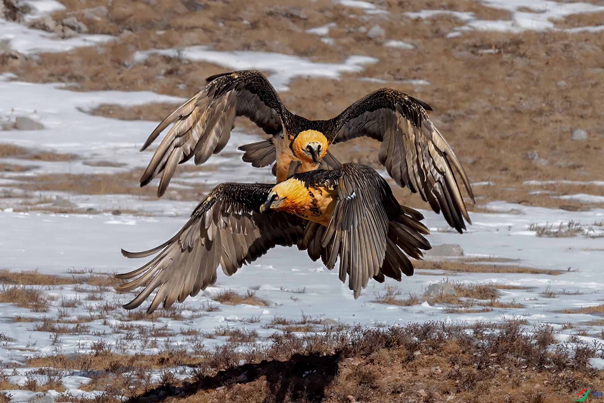 ����˫�ɣ���أ�գ�