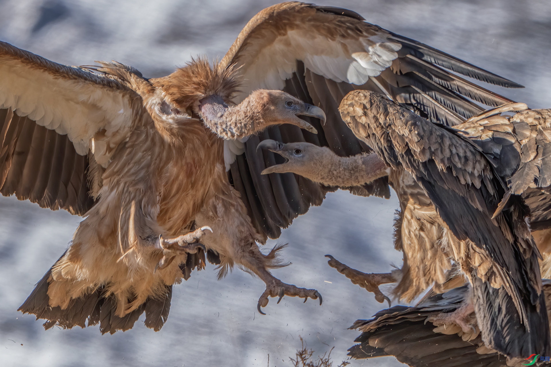 ��ս����ɽأ�գ�