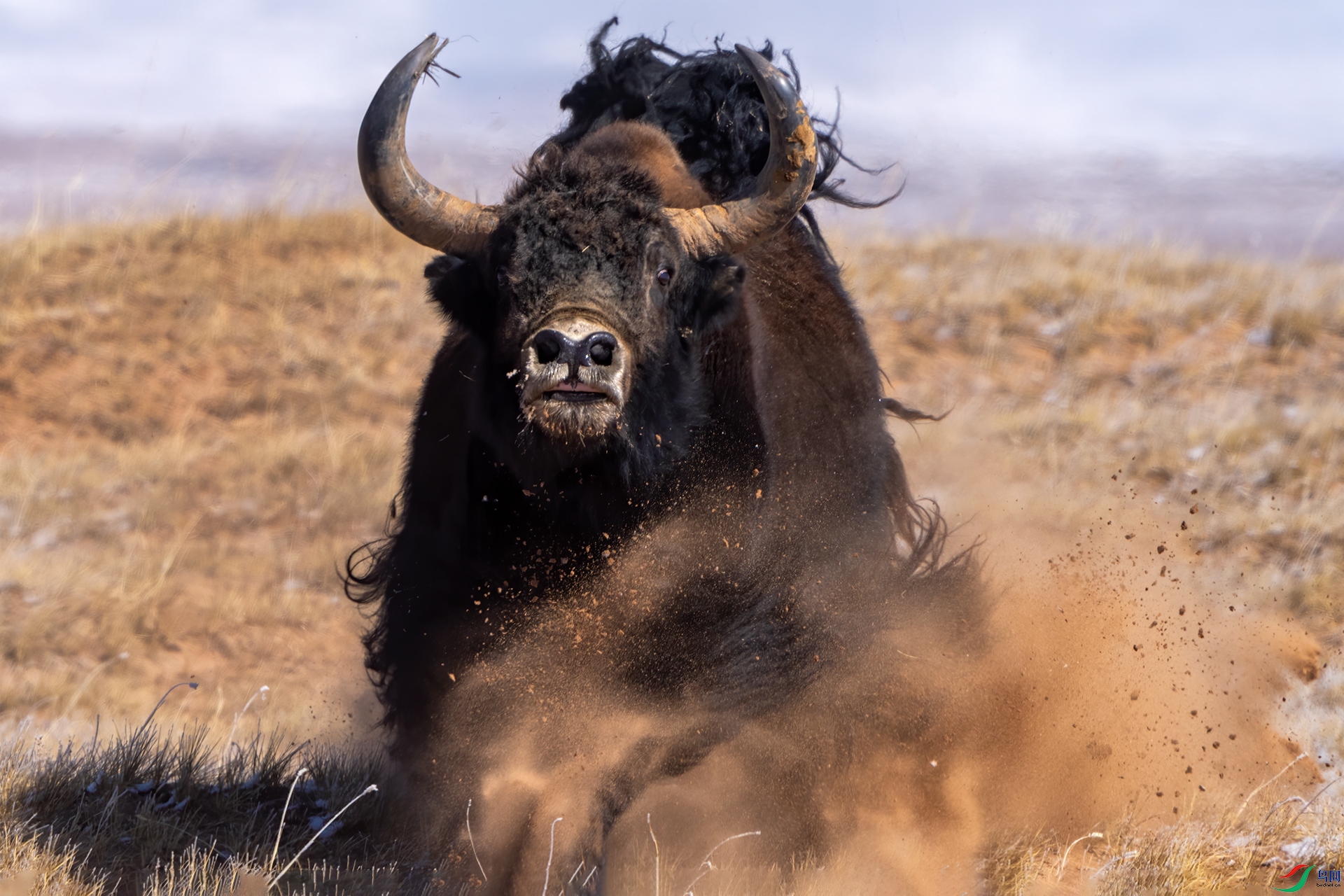 Ұ��ţ�����Ƿ������