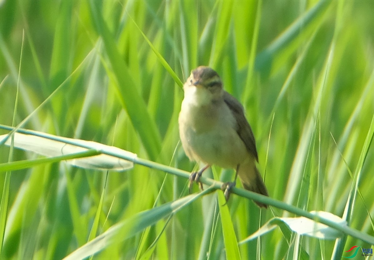 έݺ-��³�ӹ�԰DSCF8292.JPG