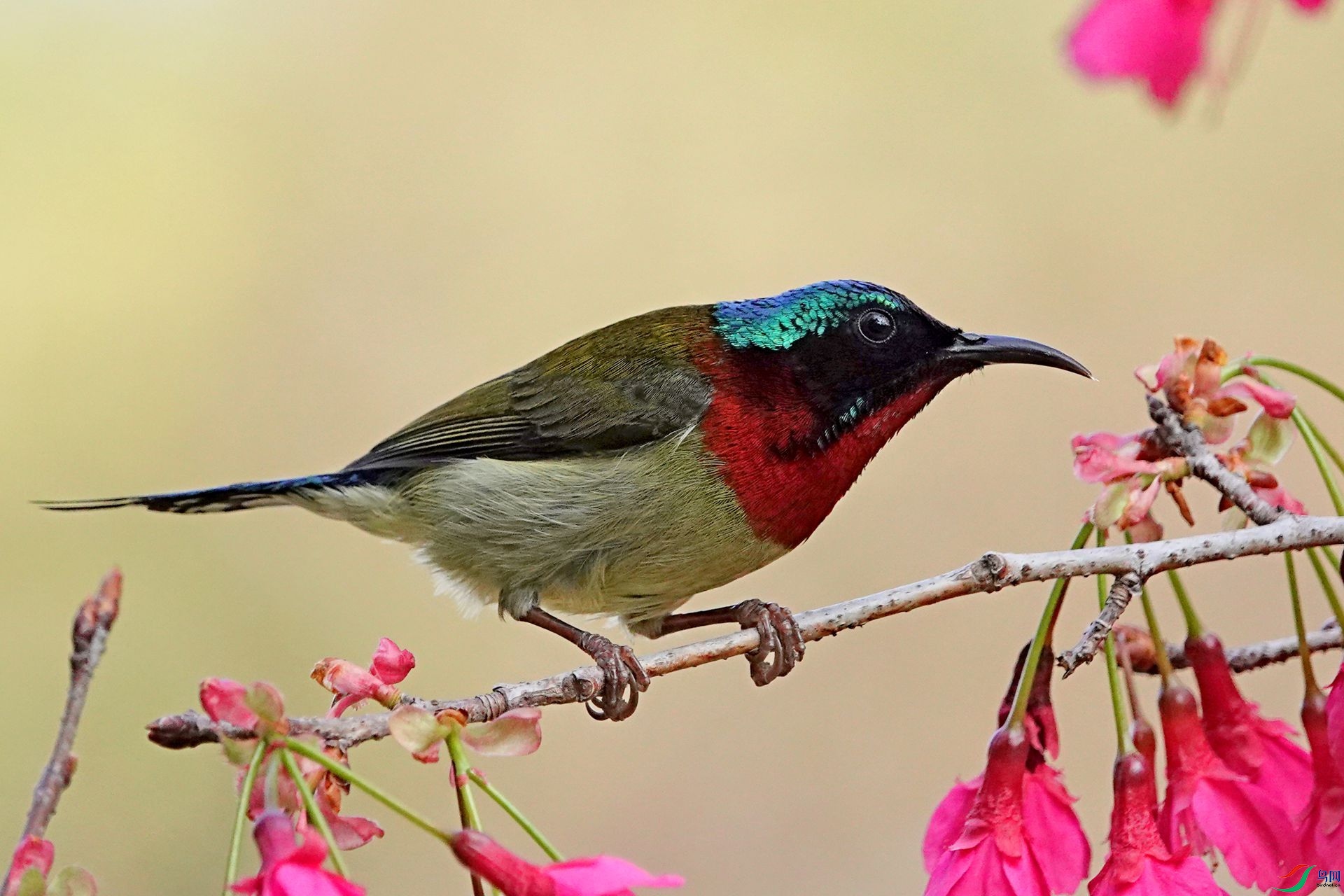 ��β̫������