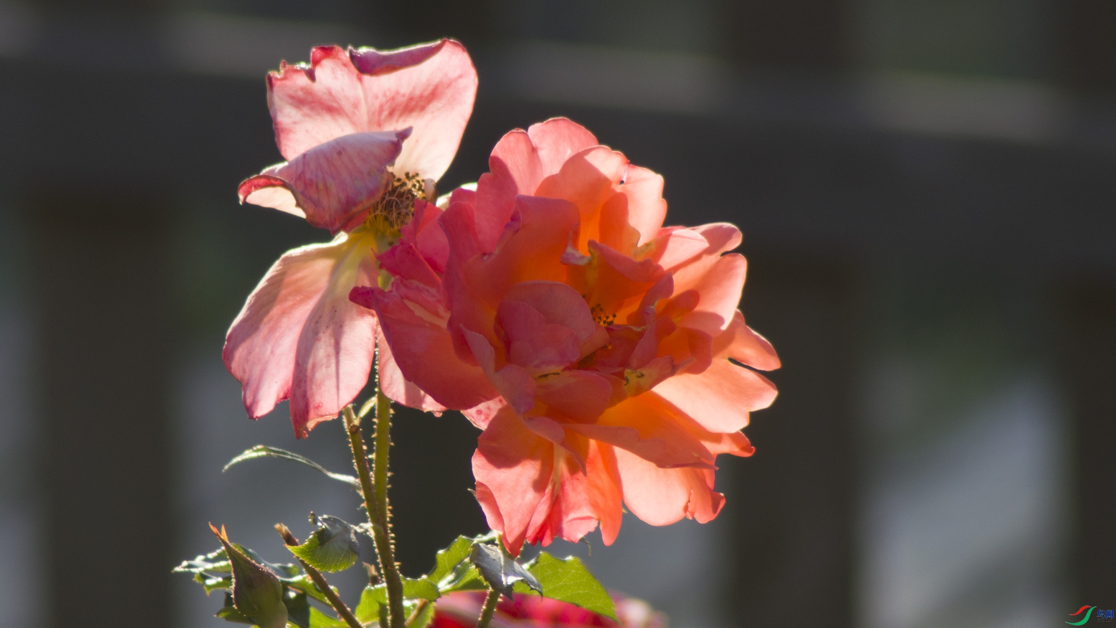 �¼�����