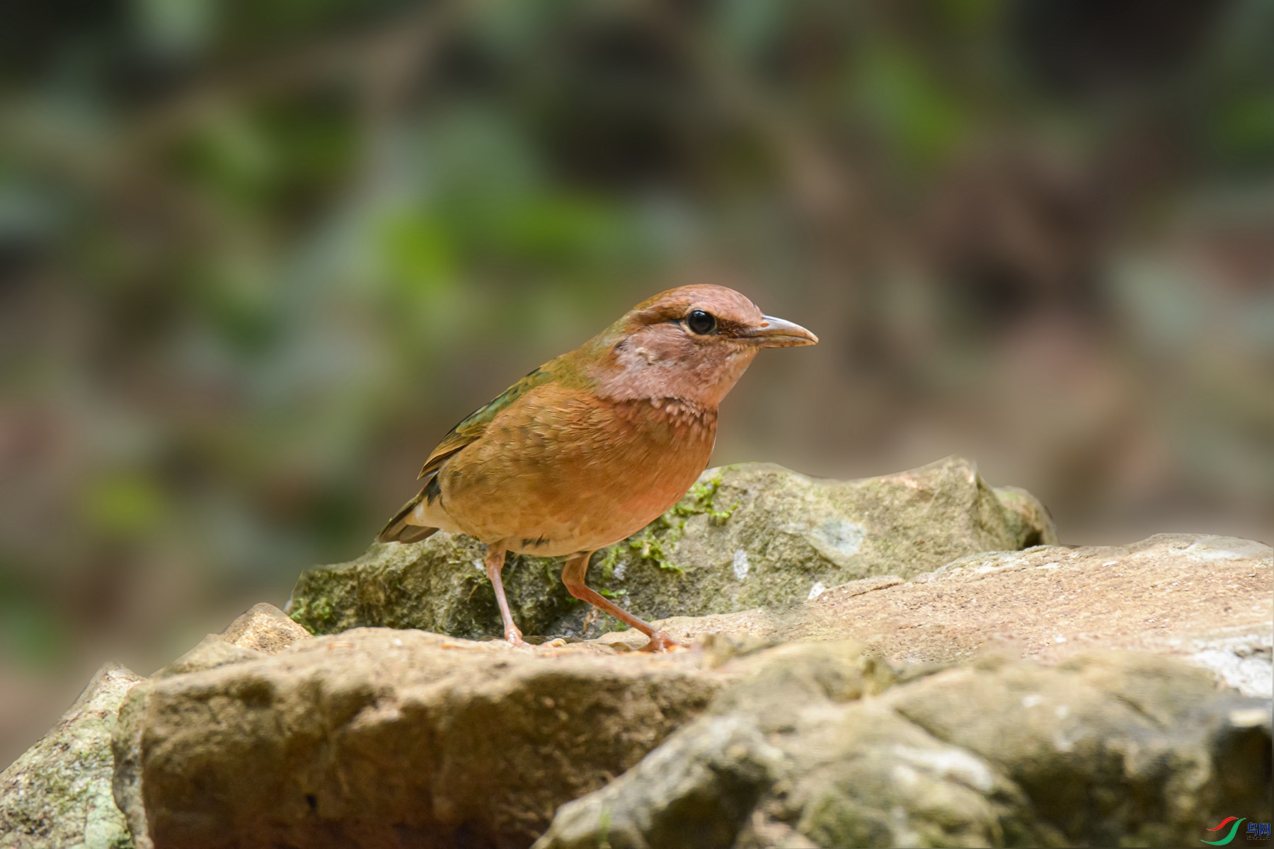 DSC_0385.P̨��.jpg
