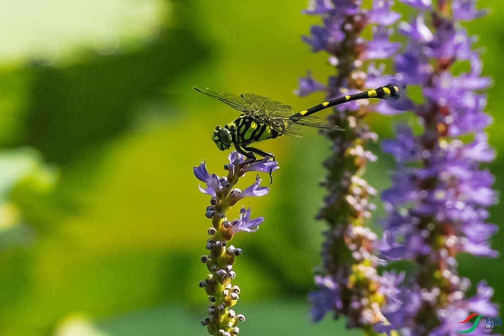 _MG_2964.jpg