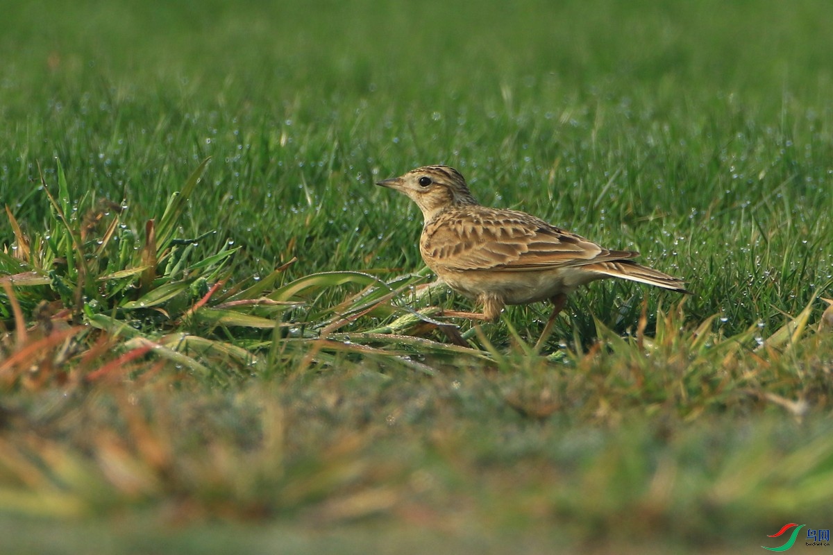 ���� 0F4A9534.jpg