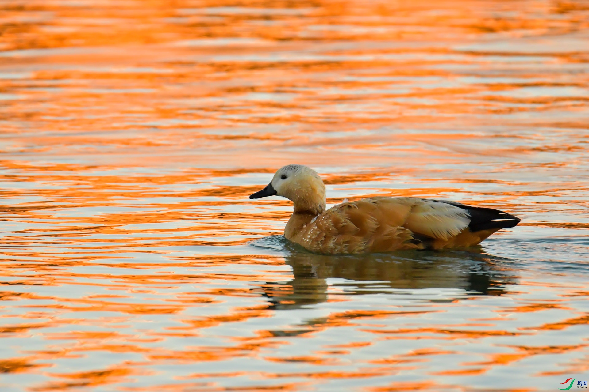 DSC_0069.jpg