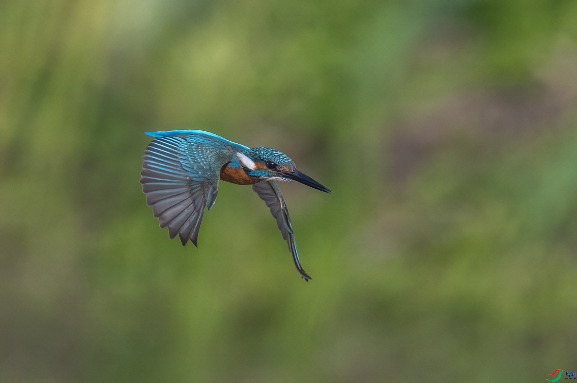 Z62_0420.jpg