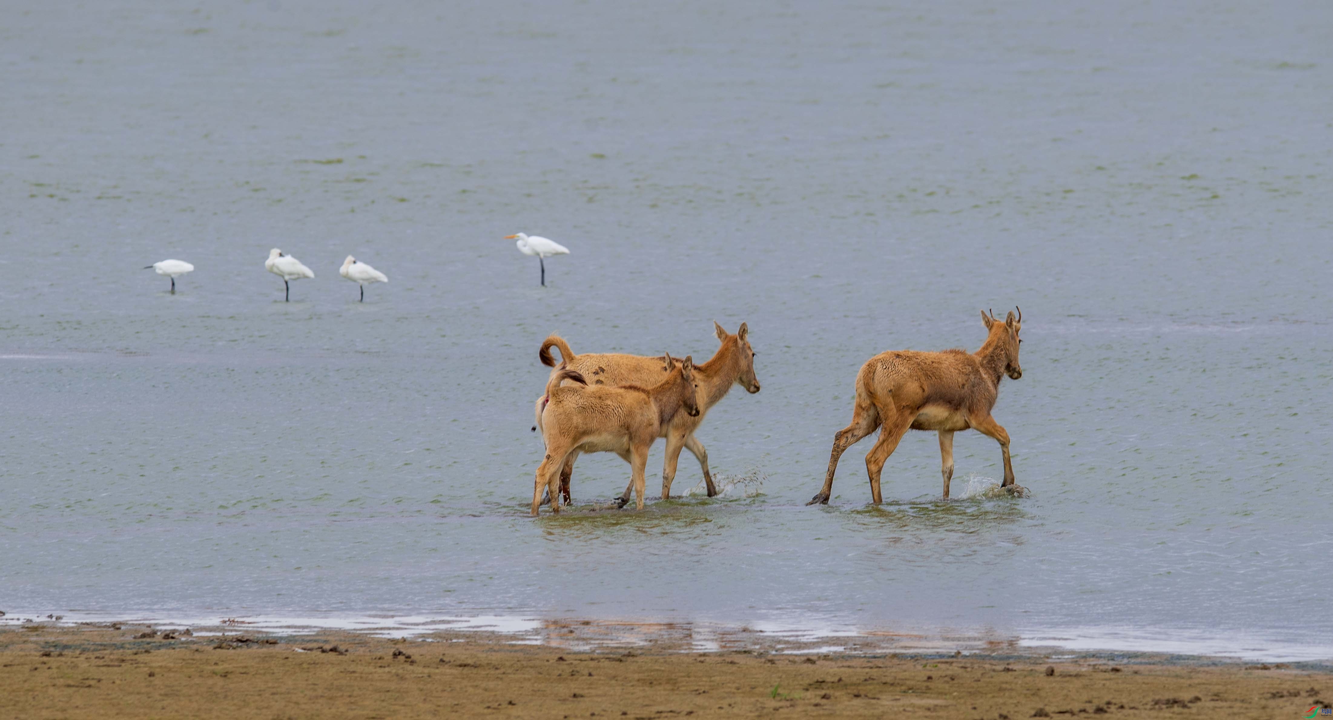 WGB_3318-1.jpg