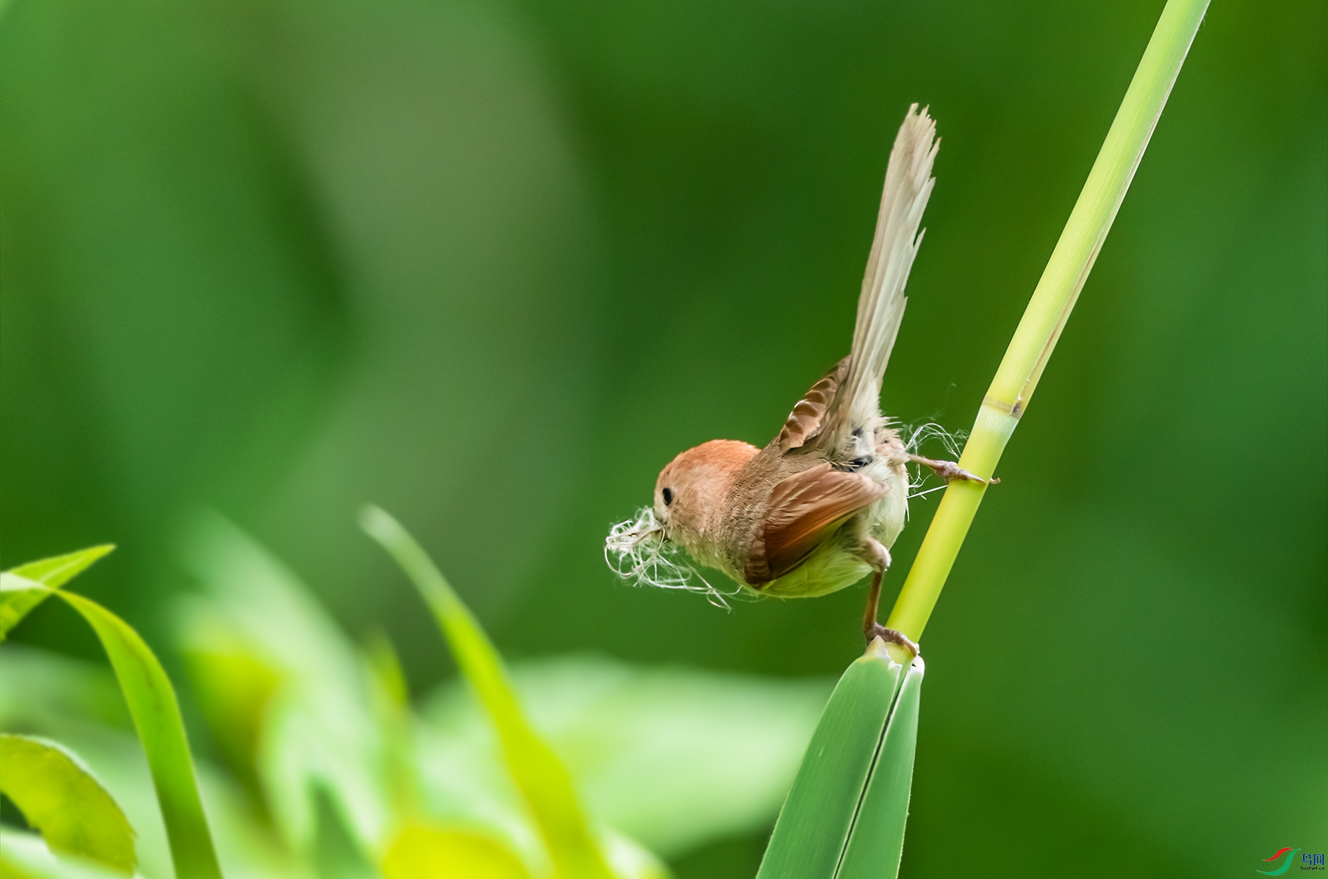 DSC_9195-0.jpg