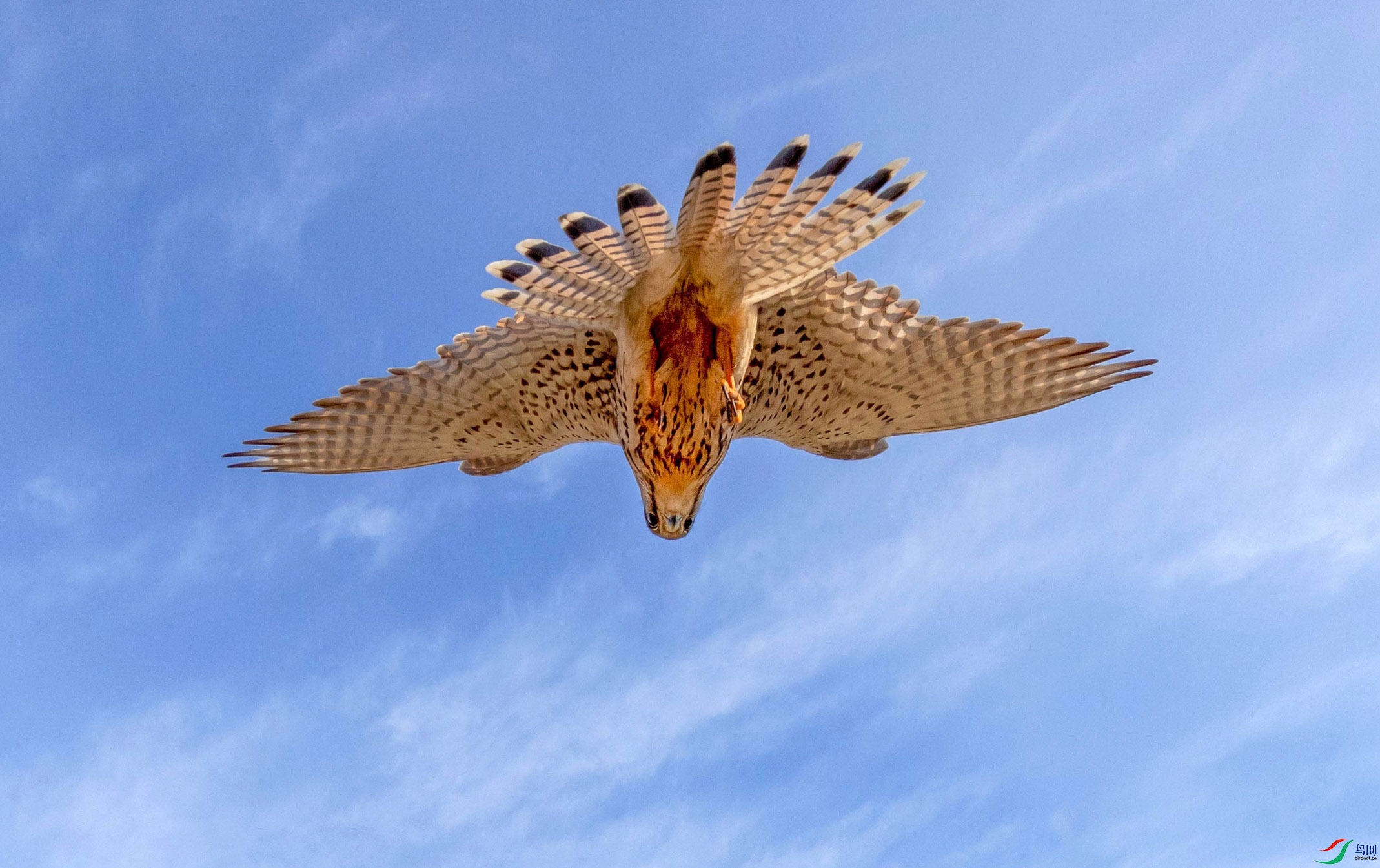 �����Ӿ�����