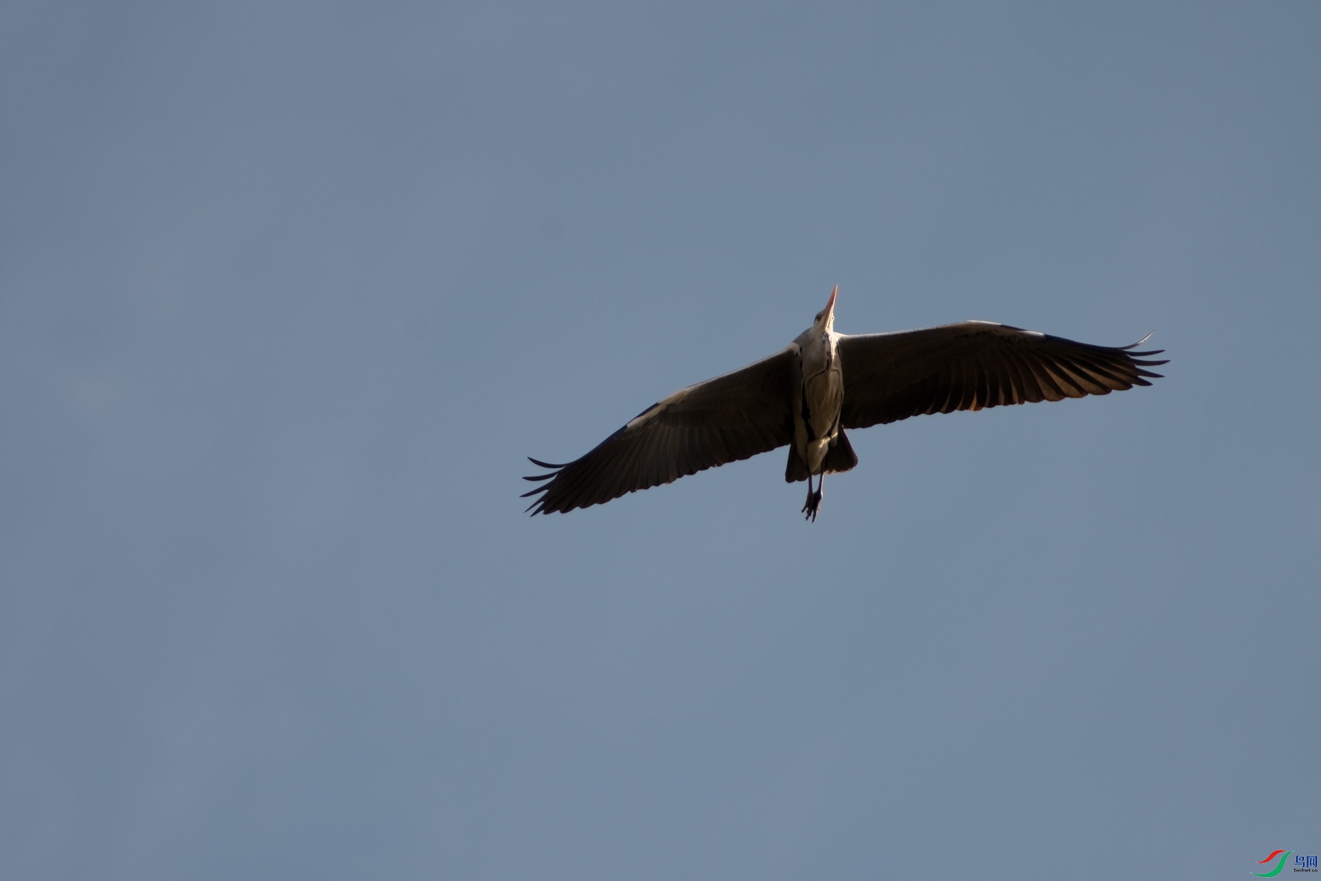 DSC_4737-1.jpg