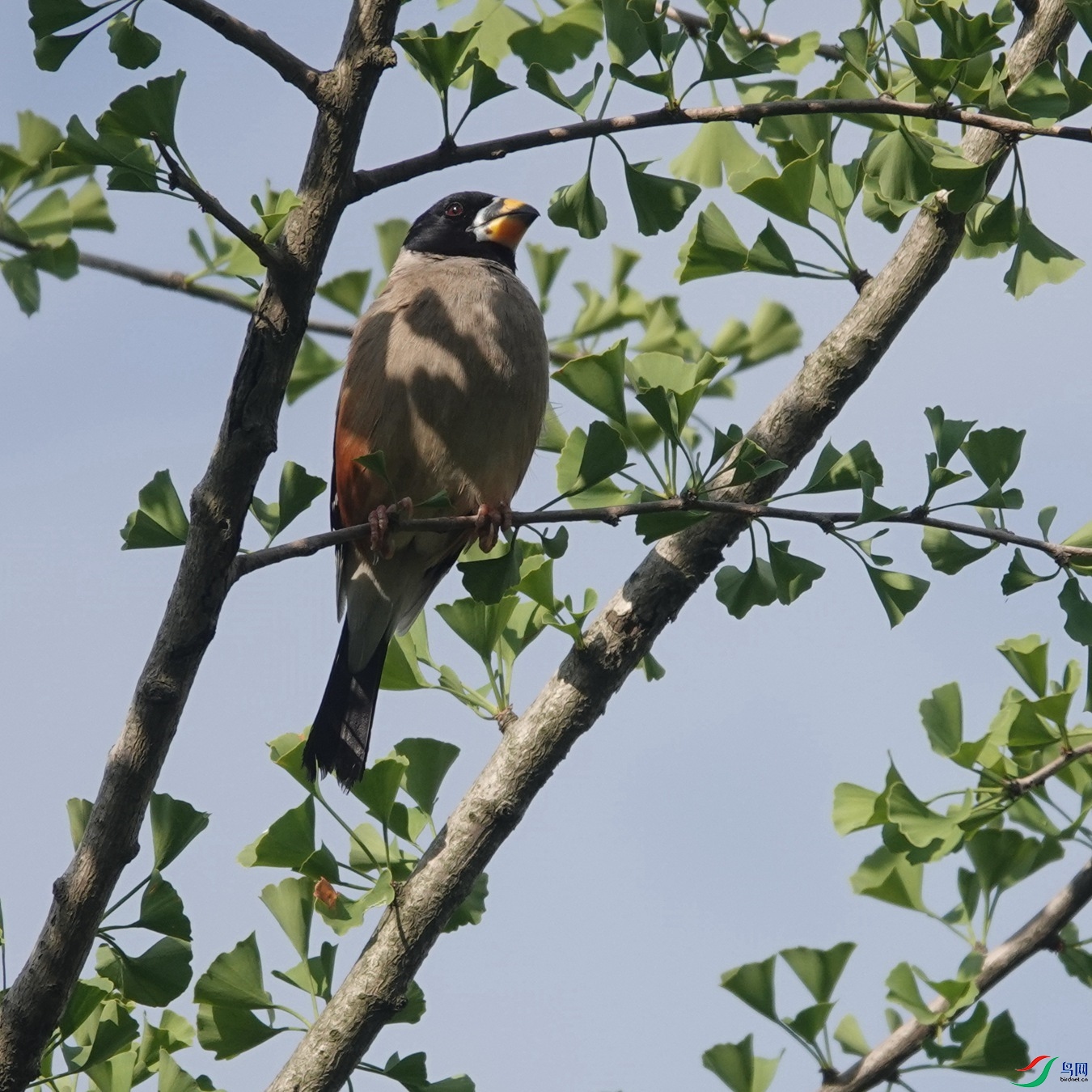 ��β����ȸ