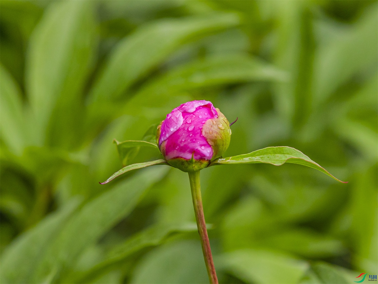 018 ����1.jpg