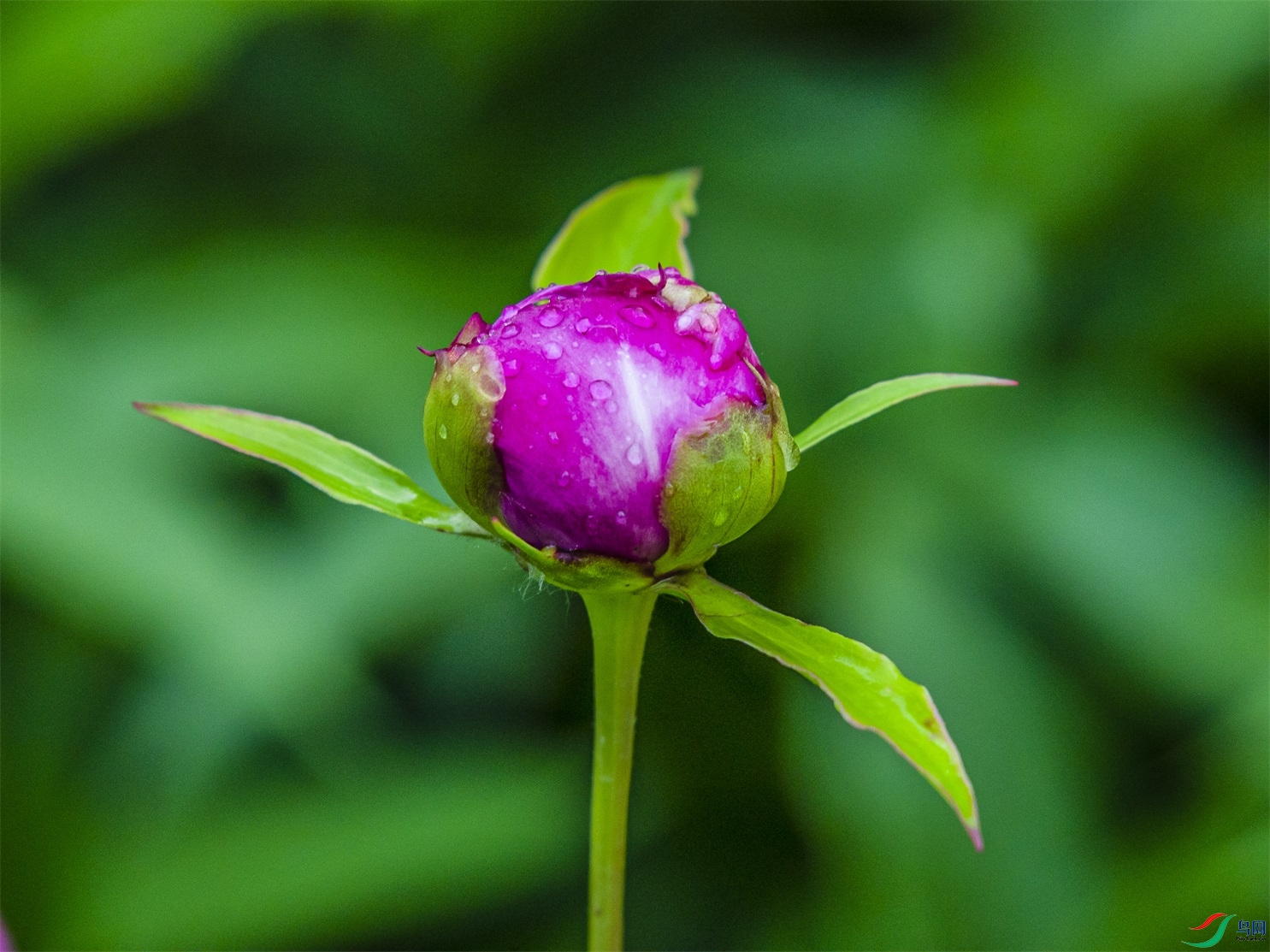 017 ����1.jpg