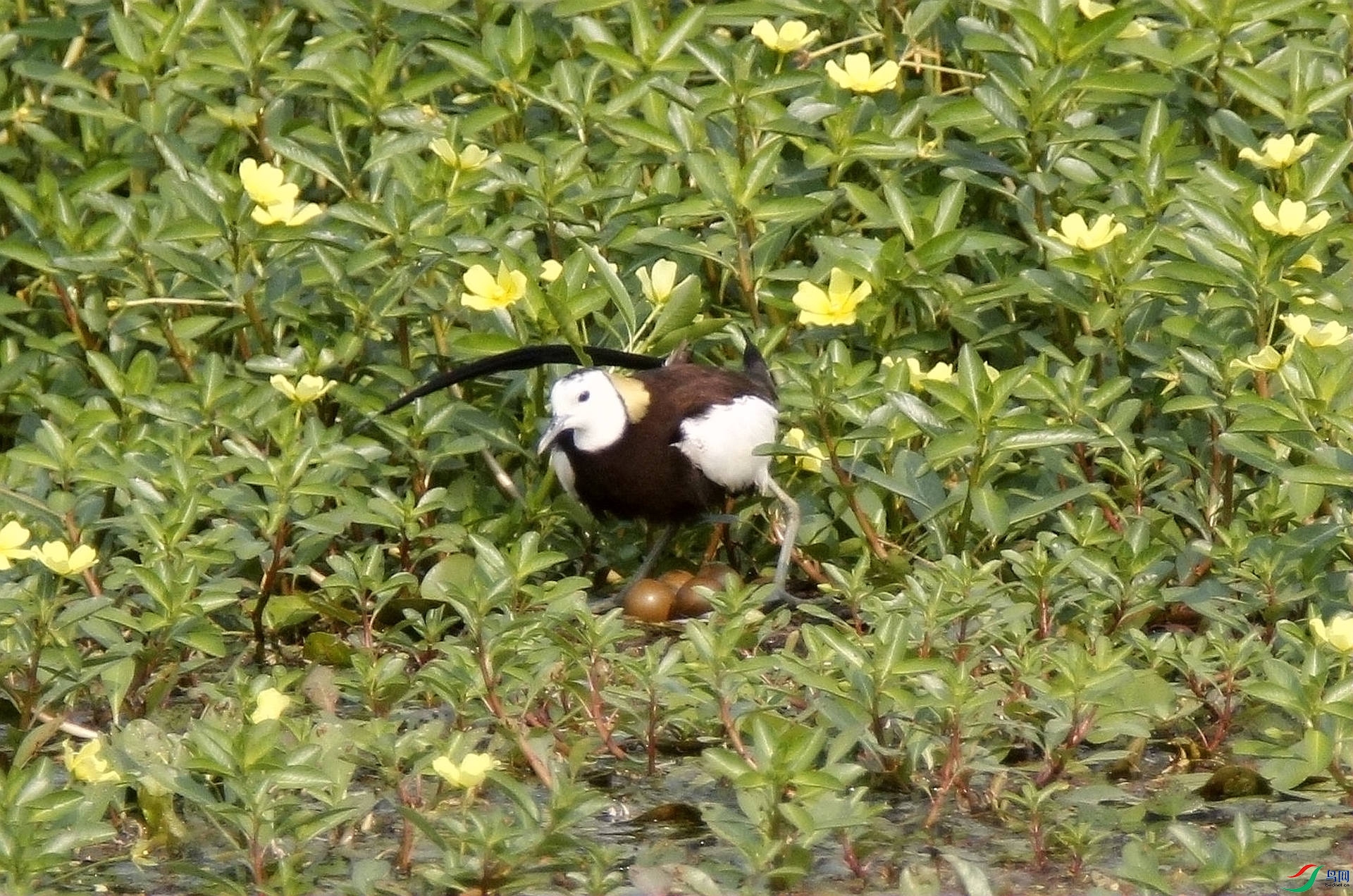 psc (1)_����.jpg