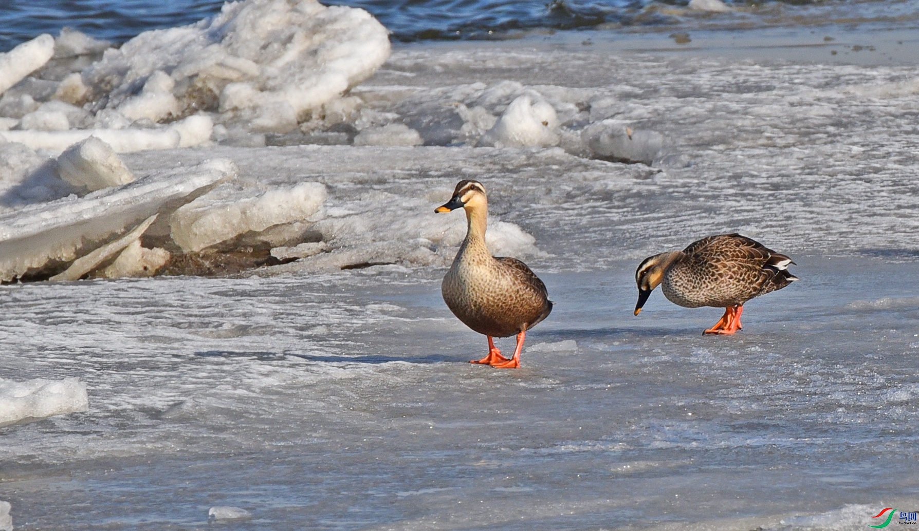 DSC_5448d.jpg