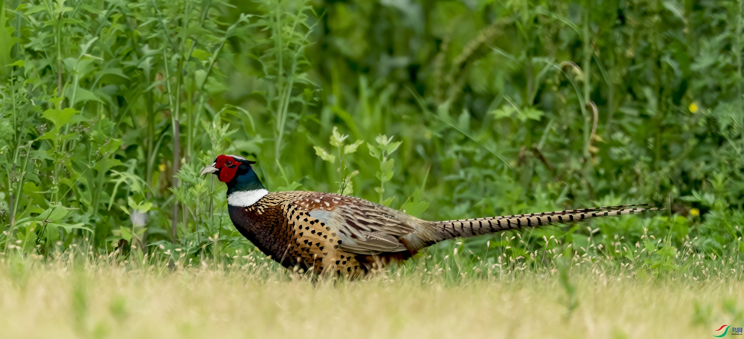 DSC03656 ����_����.jpg