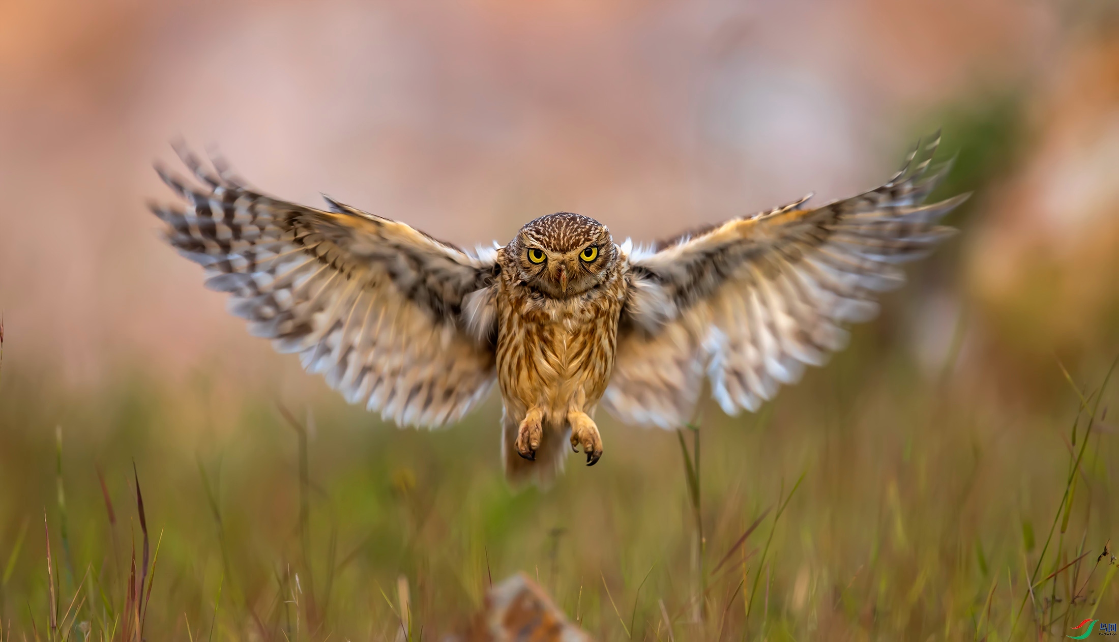 ���Ƹ�С�^