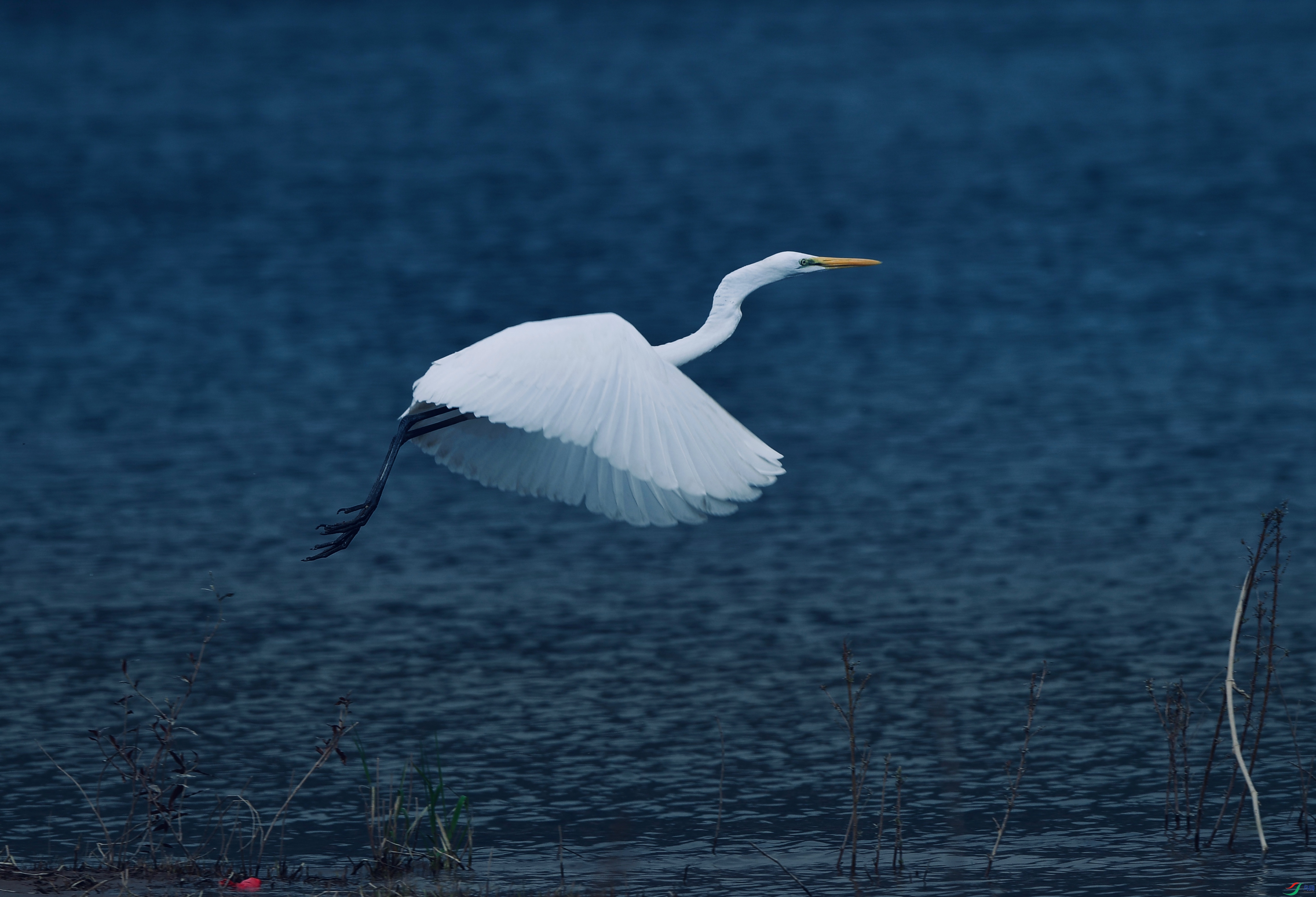 4568D517-B05F-4363-A5CE-25724B524A3A.jpeg