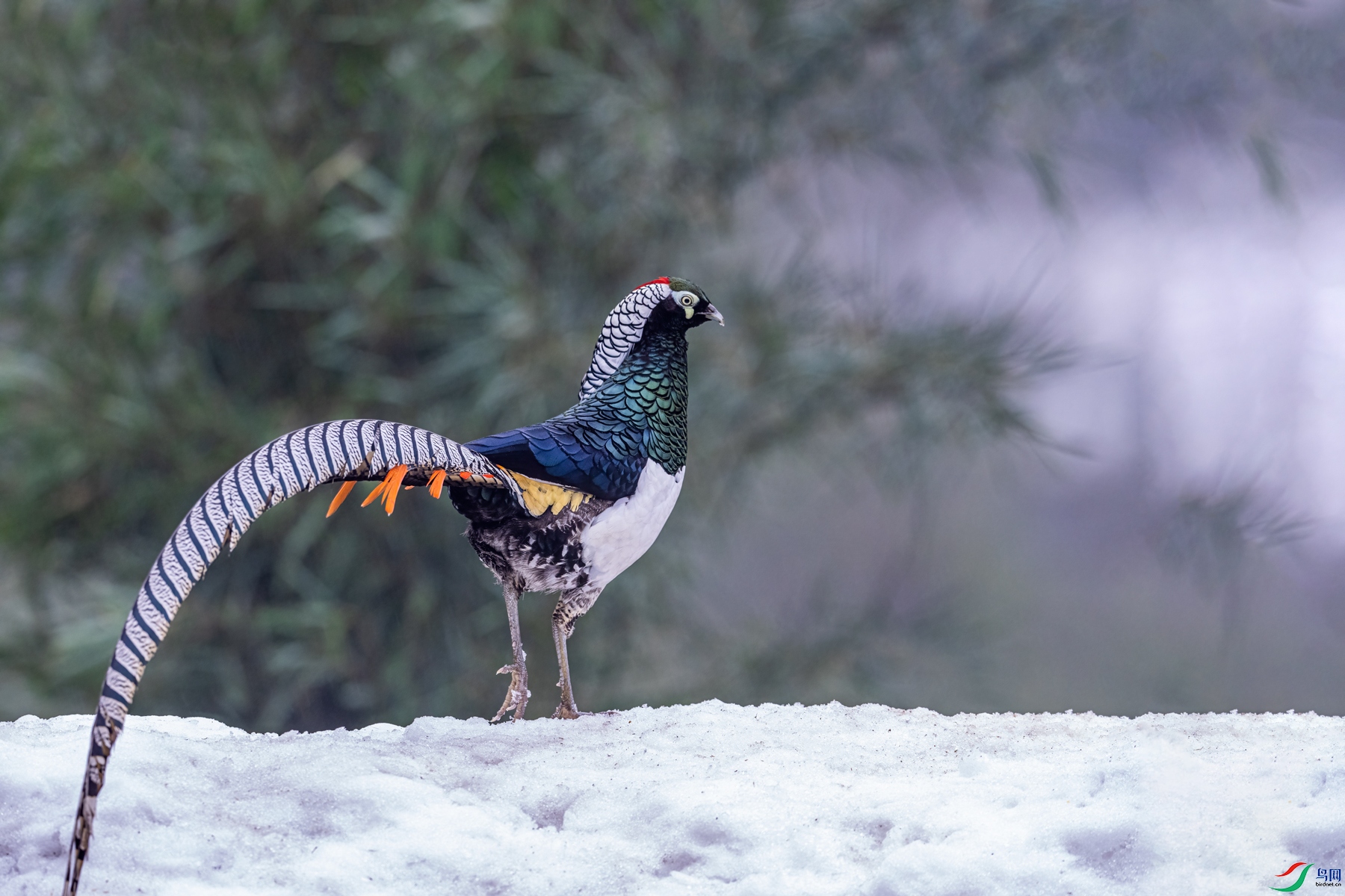 �׸�����