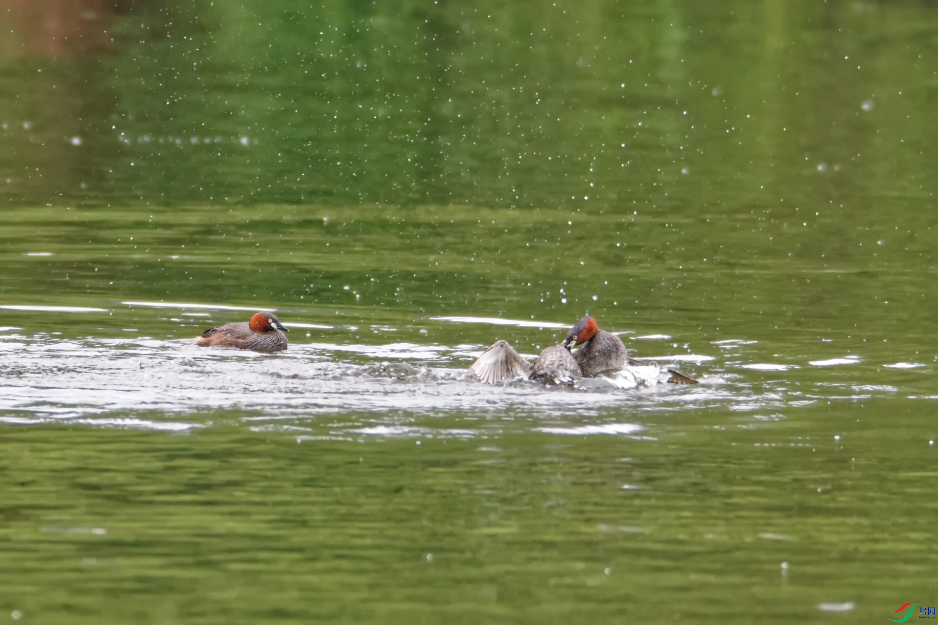 DSC05818_DxO.1.jpg