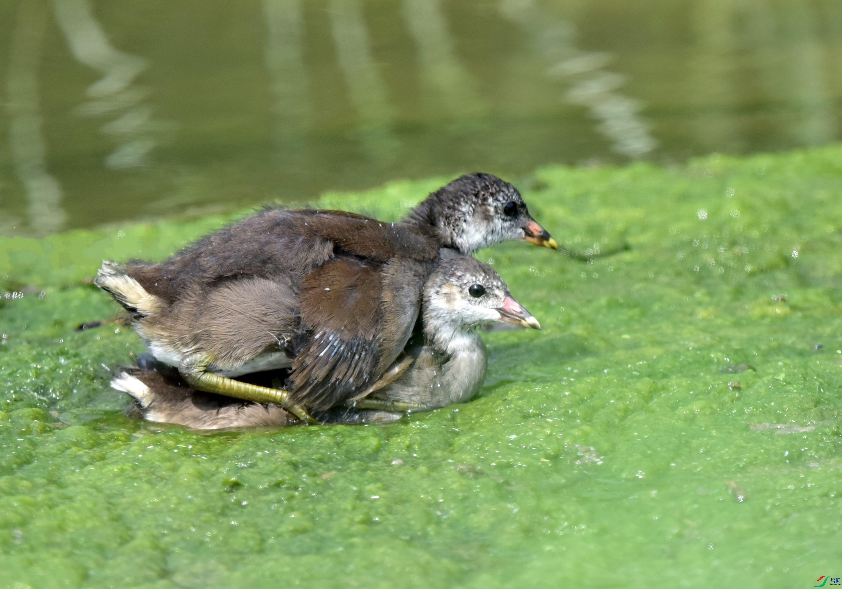 DSC_0322_conew3.jpg