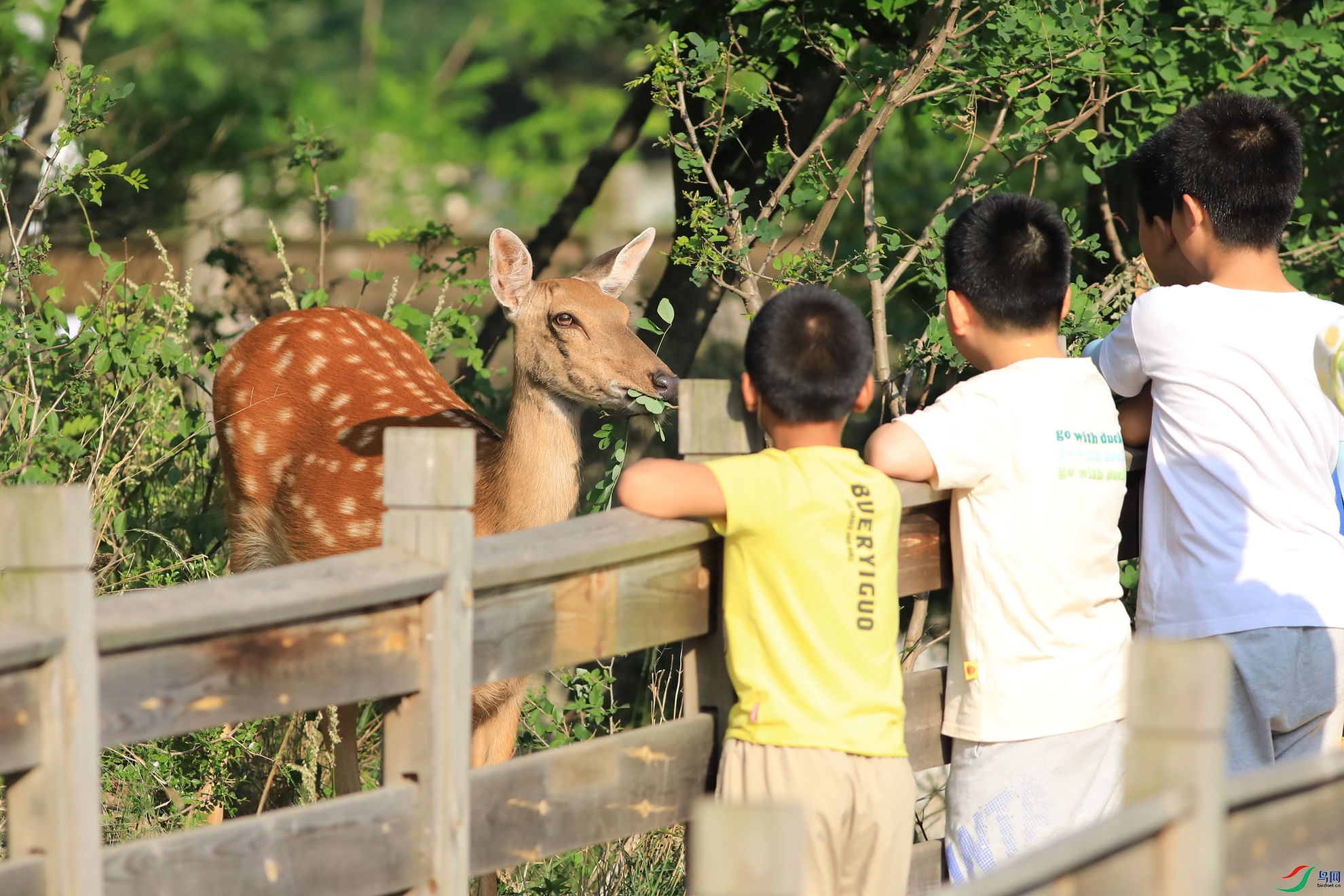 ��ͯ��÷��¹֮һ