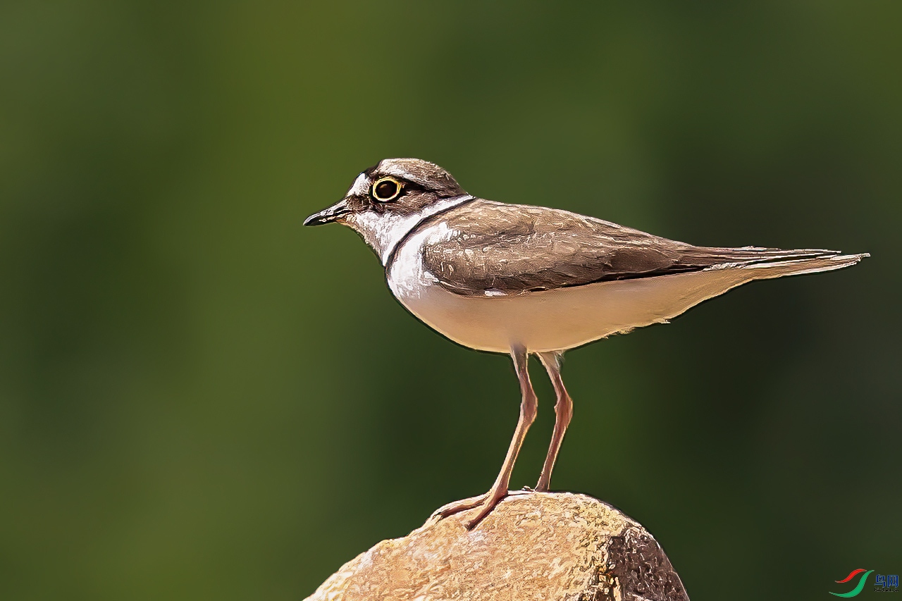 IMGL5703-standard-scale-2_00x-gigapixel-SharpenAI-focus.jpg