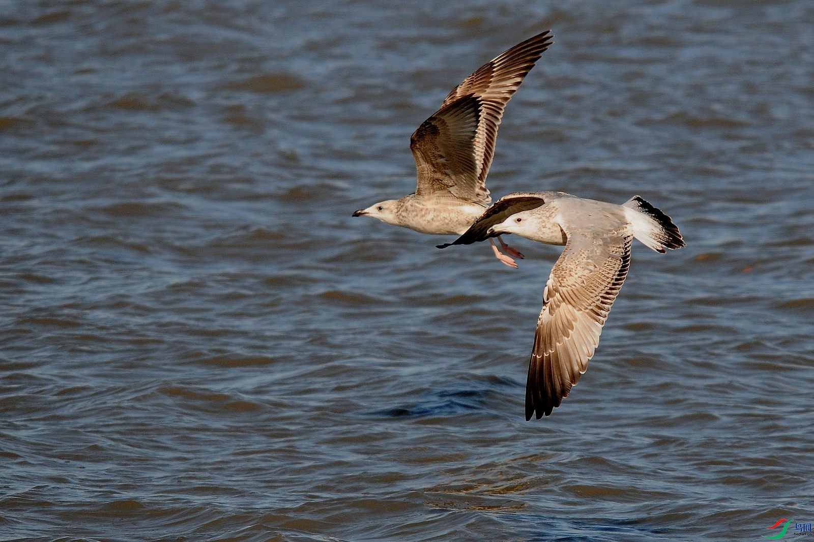 DSC_9722.JPG