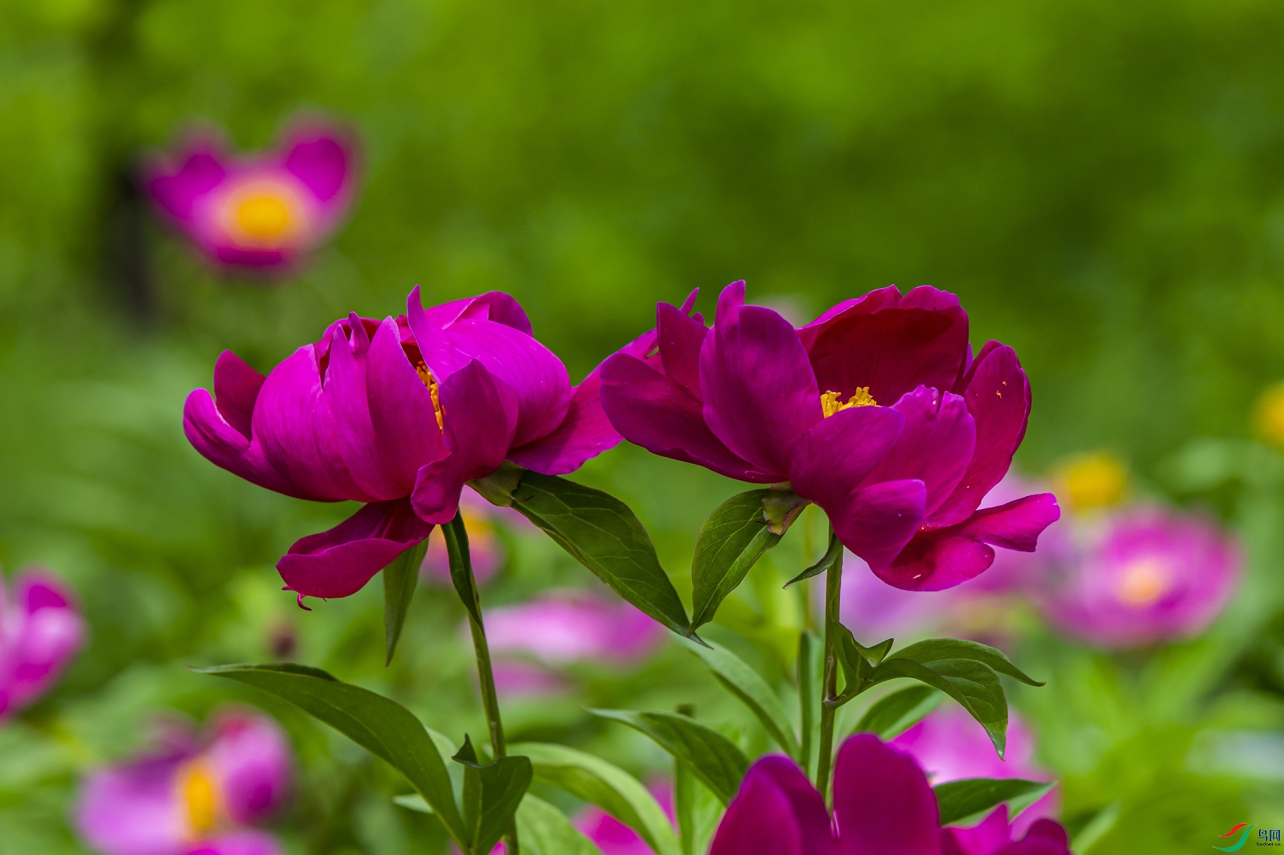 008 ����1.jpg