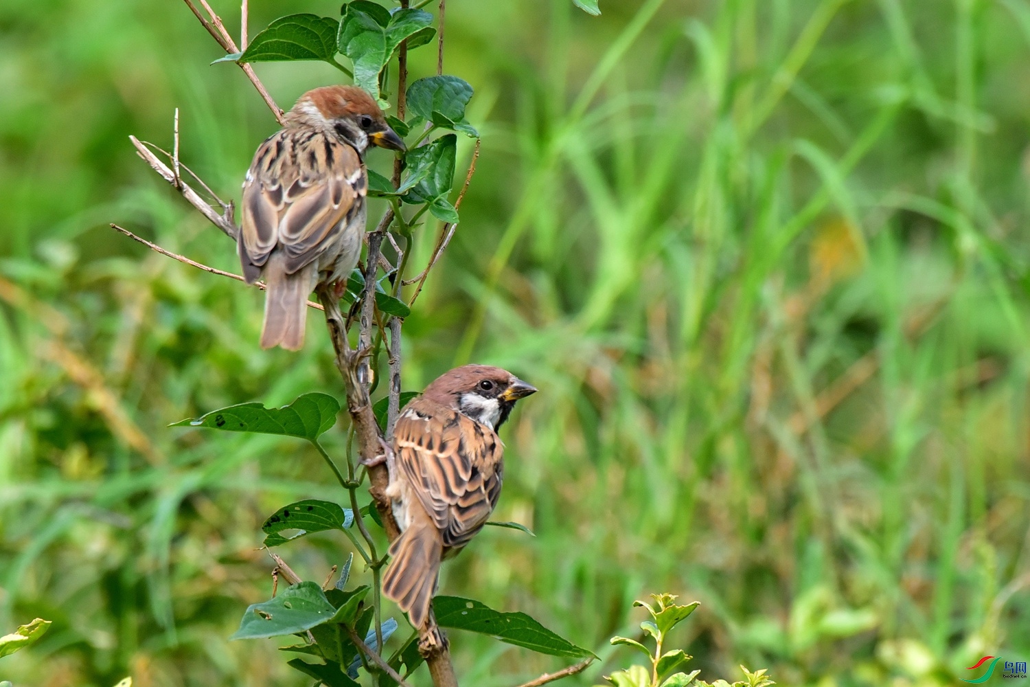 DSC_0409.JPG
