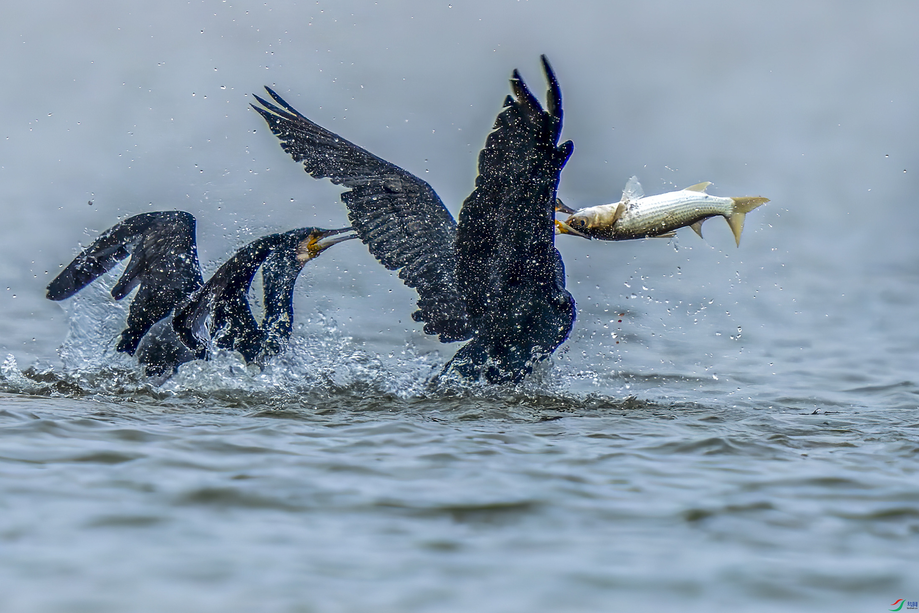 DSC_9856_1.jpg
