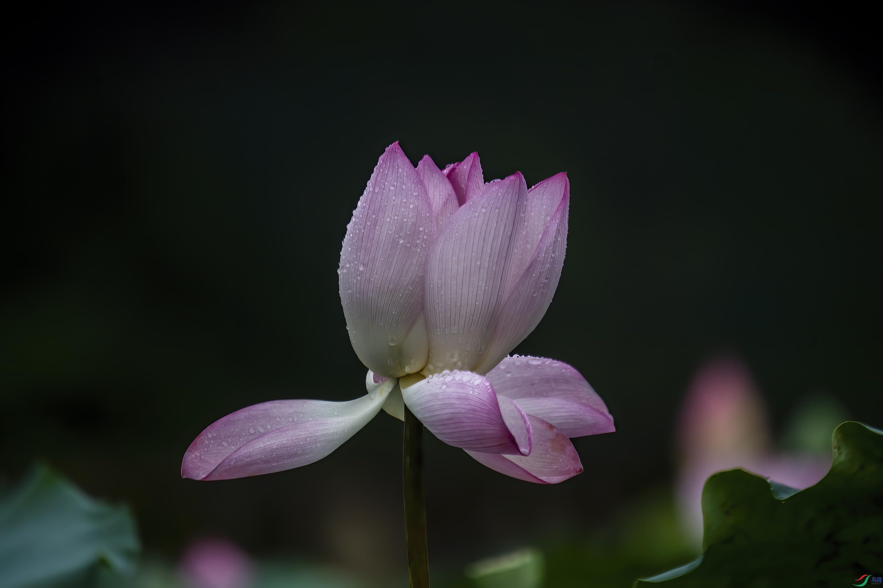 DSC_9777.jpg